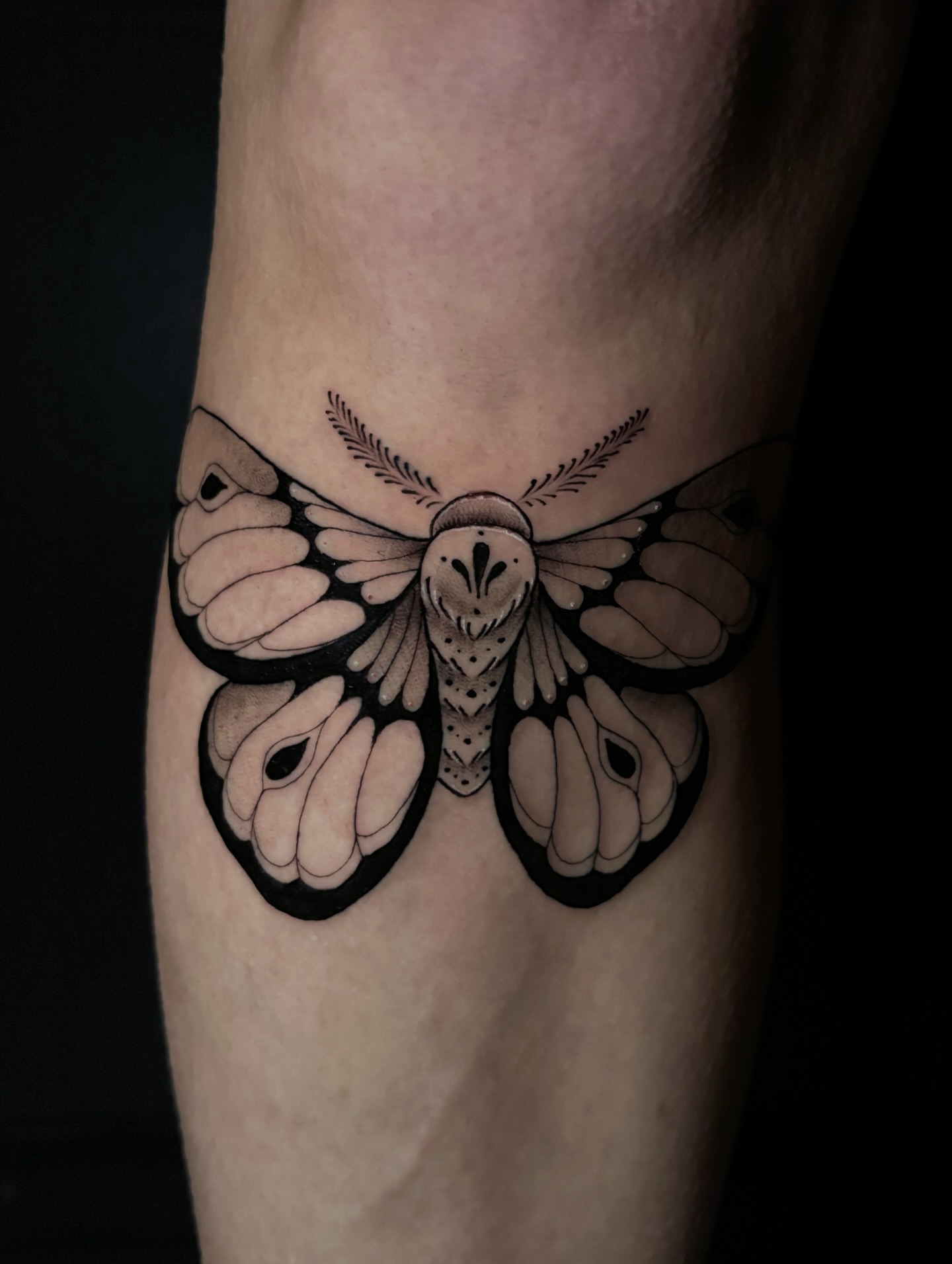 Moth black and grey tattoo on the forearm by Fine Line Tattoo Artist