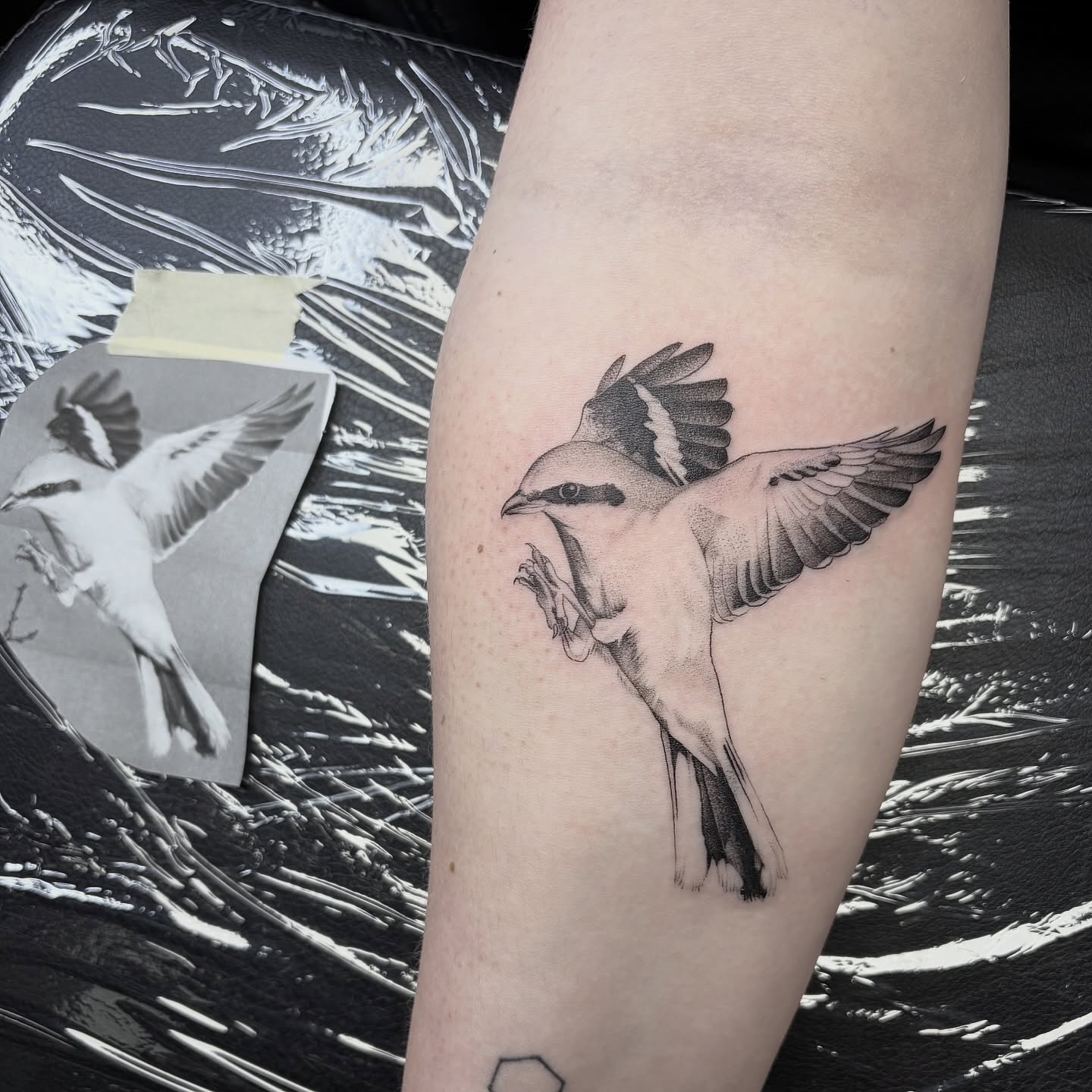 Bird black and grey tattoo on the forearm by Kelli Donegan ๐ท