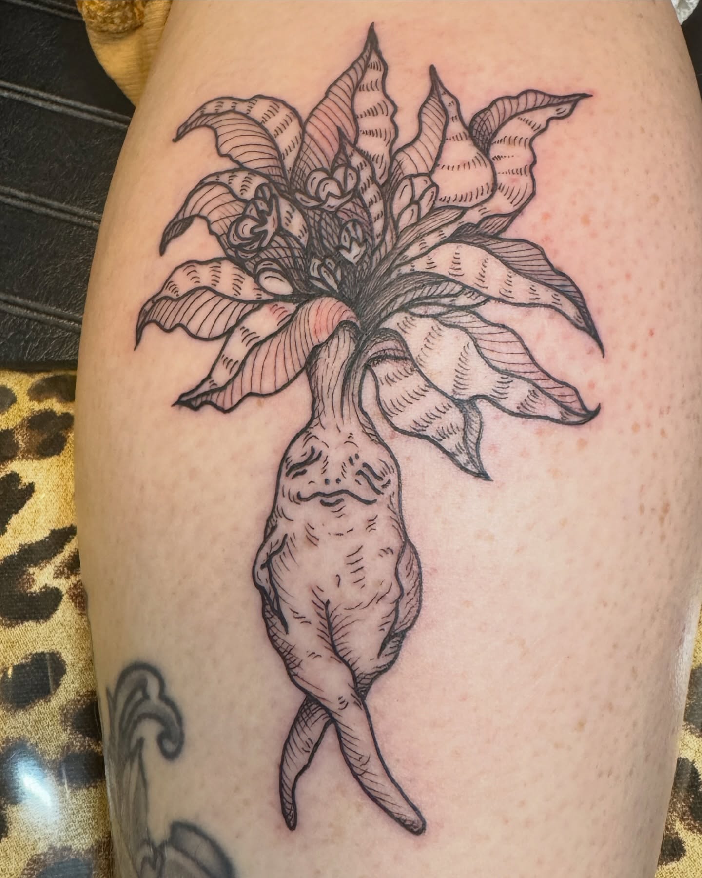 Pepper plant black and grey tattoo on the thigh by Lora Bird