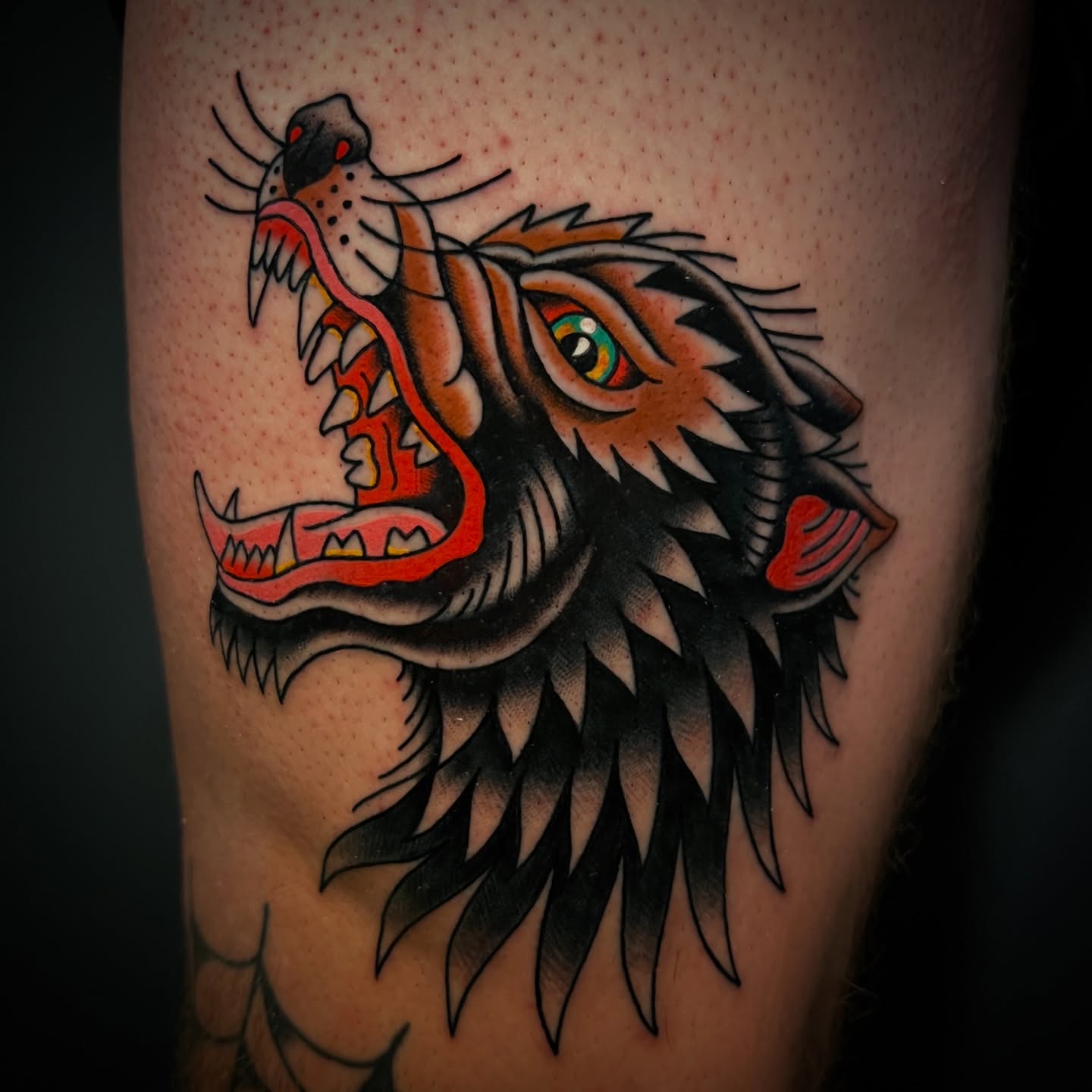 Roaring tiger American traditional tattoo on the forearm by Michael Munter, Philadelphia, Pennsylvania