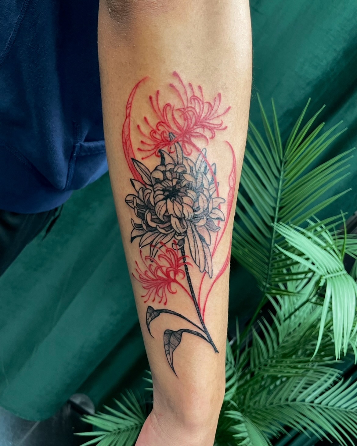 Chrysanthemum black and grey tattoo on the forearm by 𝕲𝖗𝖆𝖈𝖊 🥀 ᴛᴀᴛᴛᴏᴏ