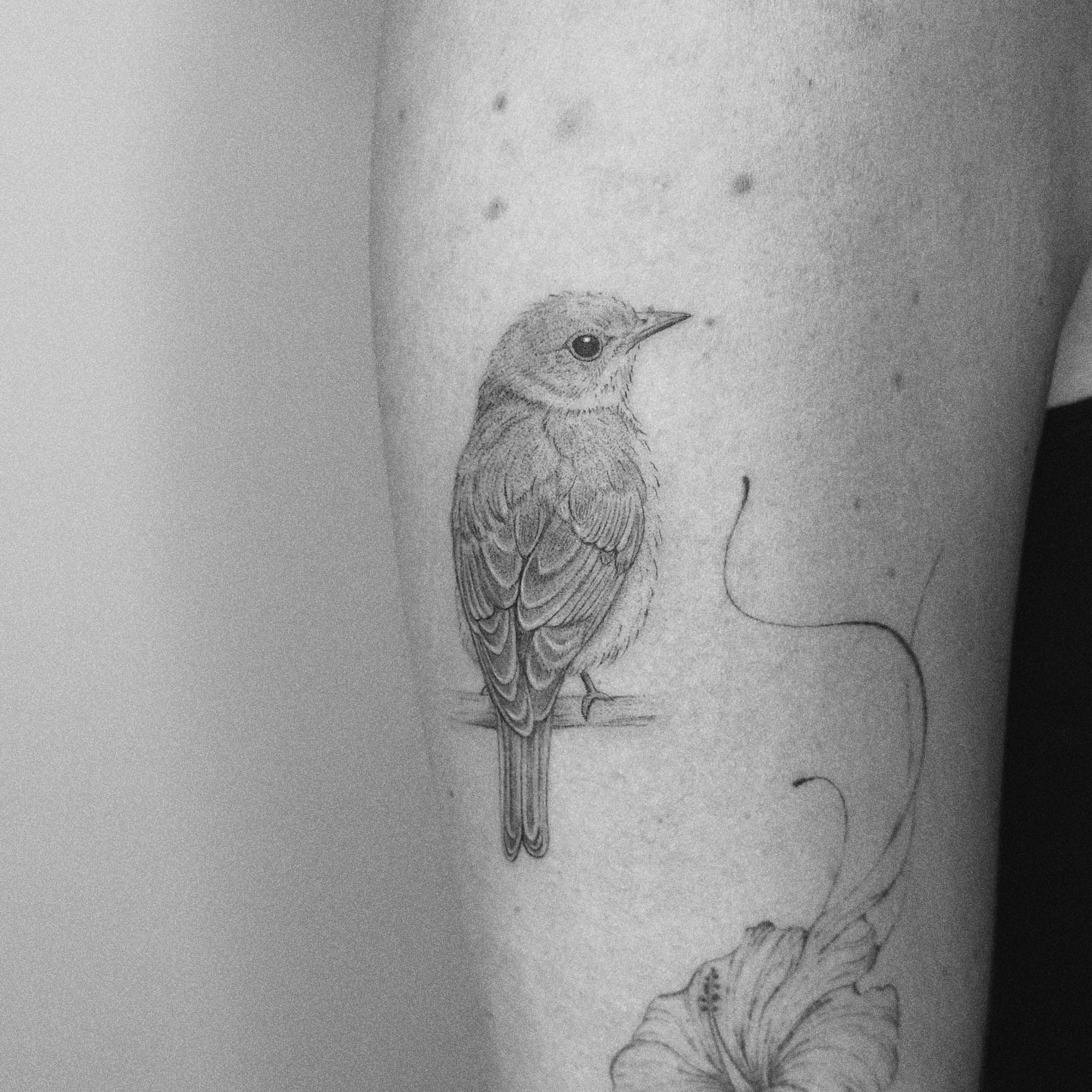 Bird realism tattoo on the forearm by Marisa Martello, Nashville, Tennessee