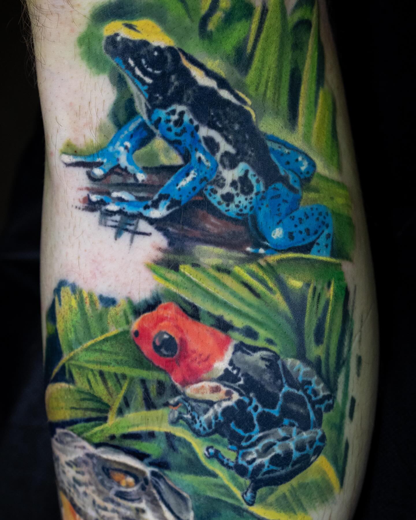 Poison dart frogs realism tattoo on the forearm by Realistic tattoos in Minneapolis, MN, Minneapolis, Minnesota