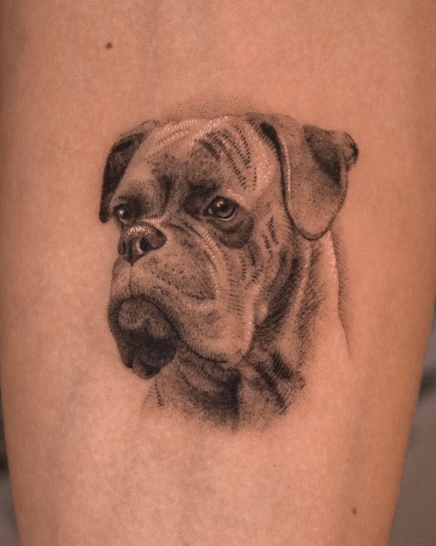 Boxer dog realism tattoo on the forearm by Nicholas Solomon