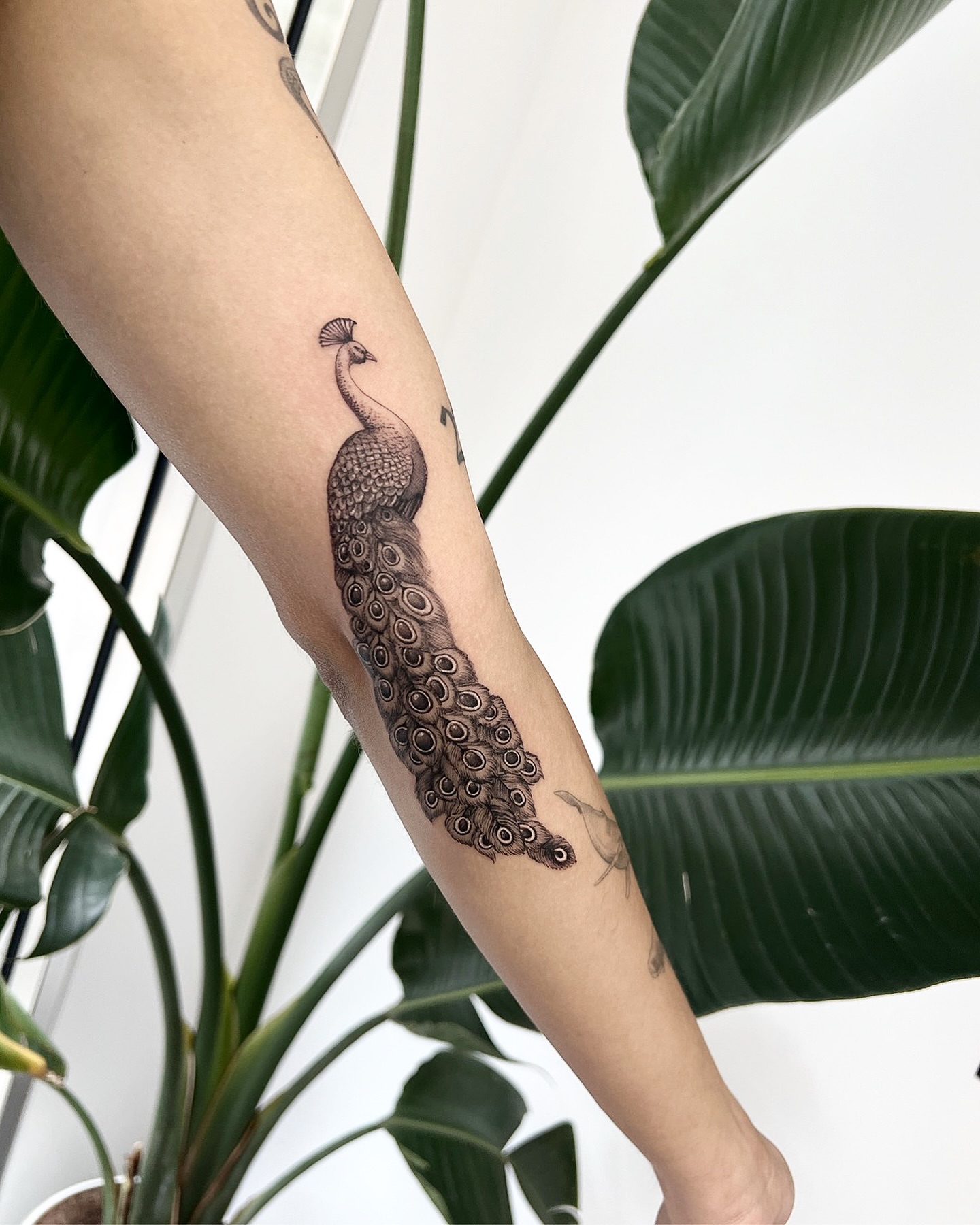 Peacock black and grey tattoo on the forearm by ⚒dptattoos ⚒, East Williamsburg, Brooklyn