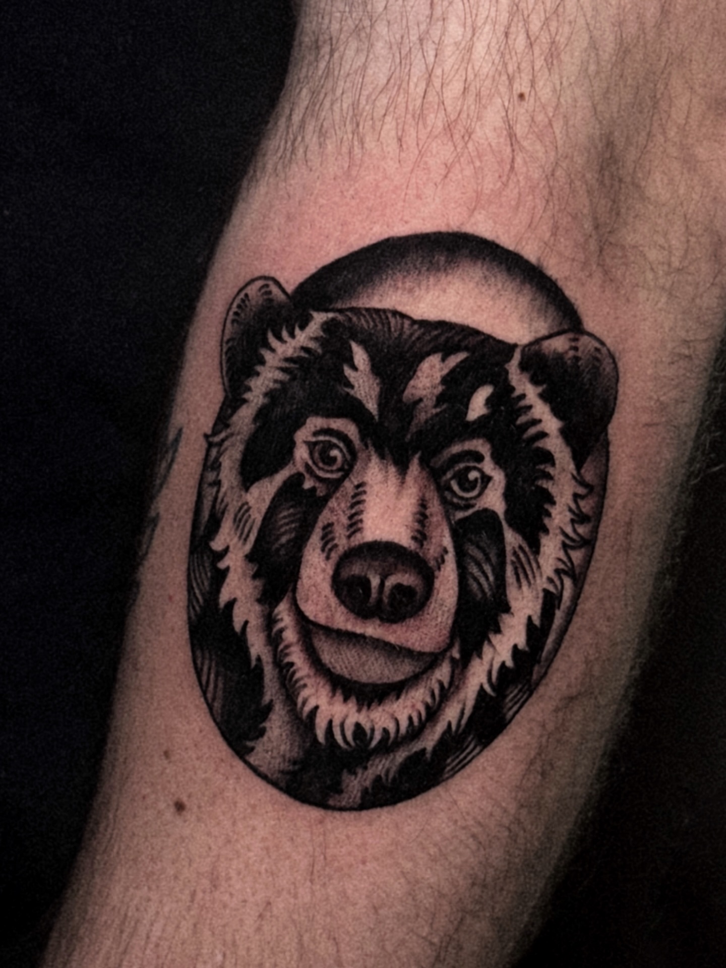 Bear black and grey tattoo on the forearm by Dylan Mott