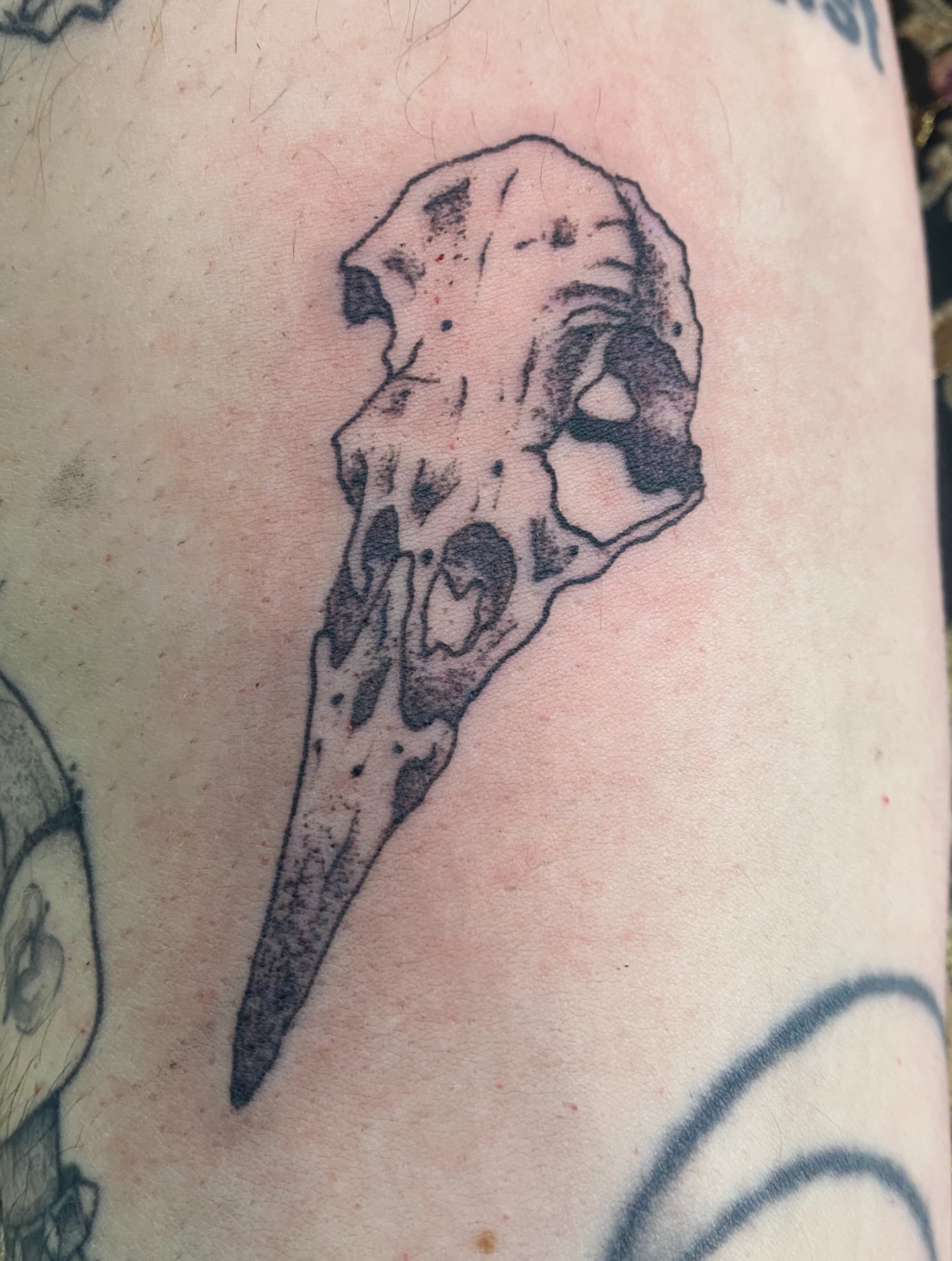 Bird skull black and grey tattoo on the forearm by Giuseppe T.C.