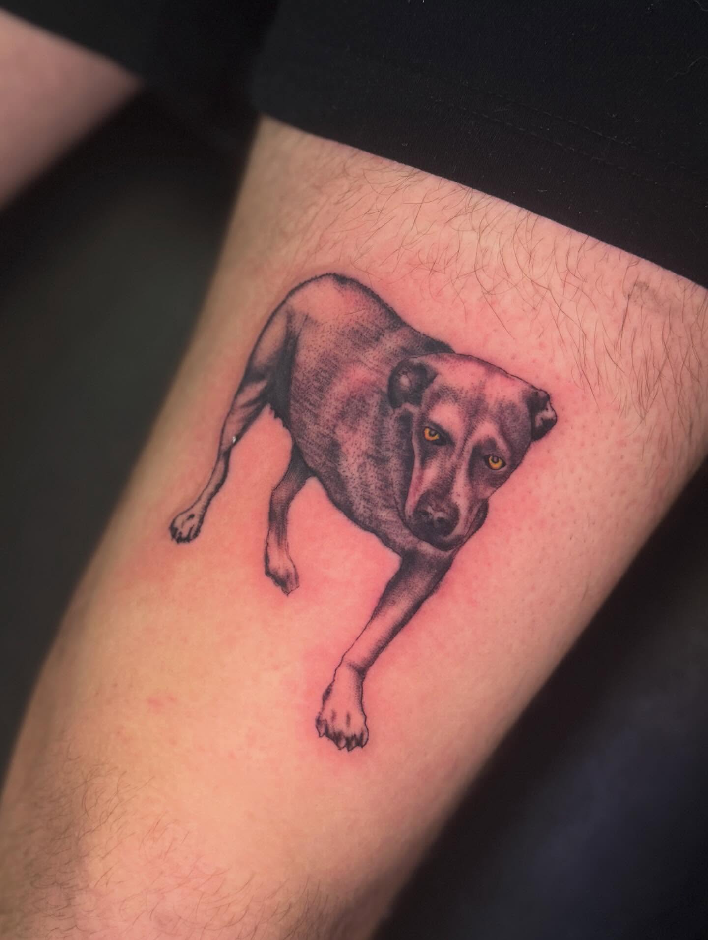 Dog realism tattoo on the forearm by πβ¨ππ₯π’π©ππΆ β¨π