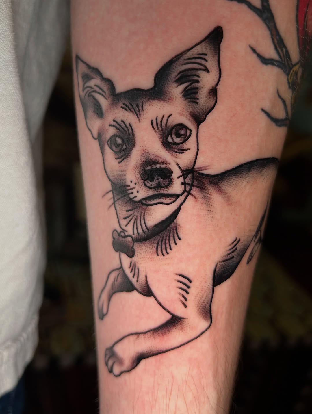 Chihuahua dog realism tattoo on the forearm by Olivia Marie