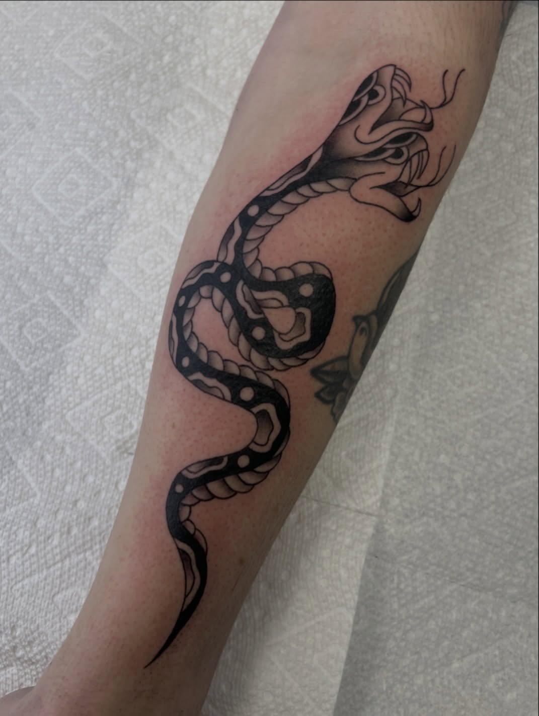 Snake black and grey tattoo on the forearm by Blair Schwartz, Asbury Park, New Jersey