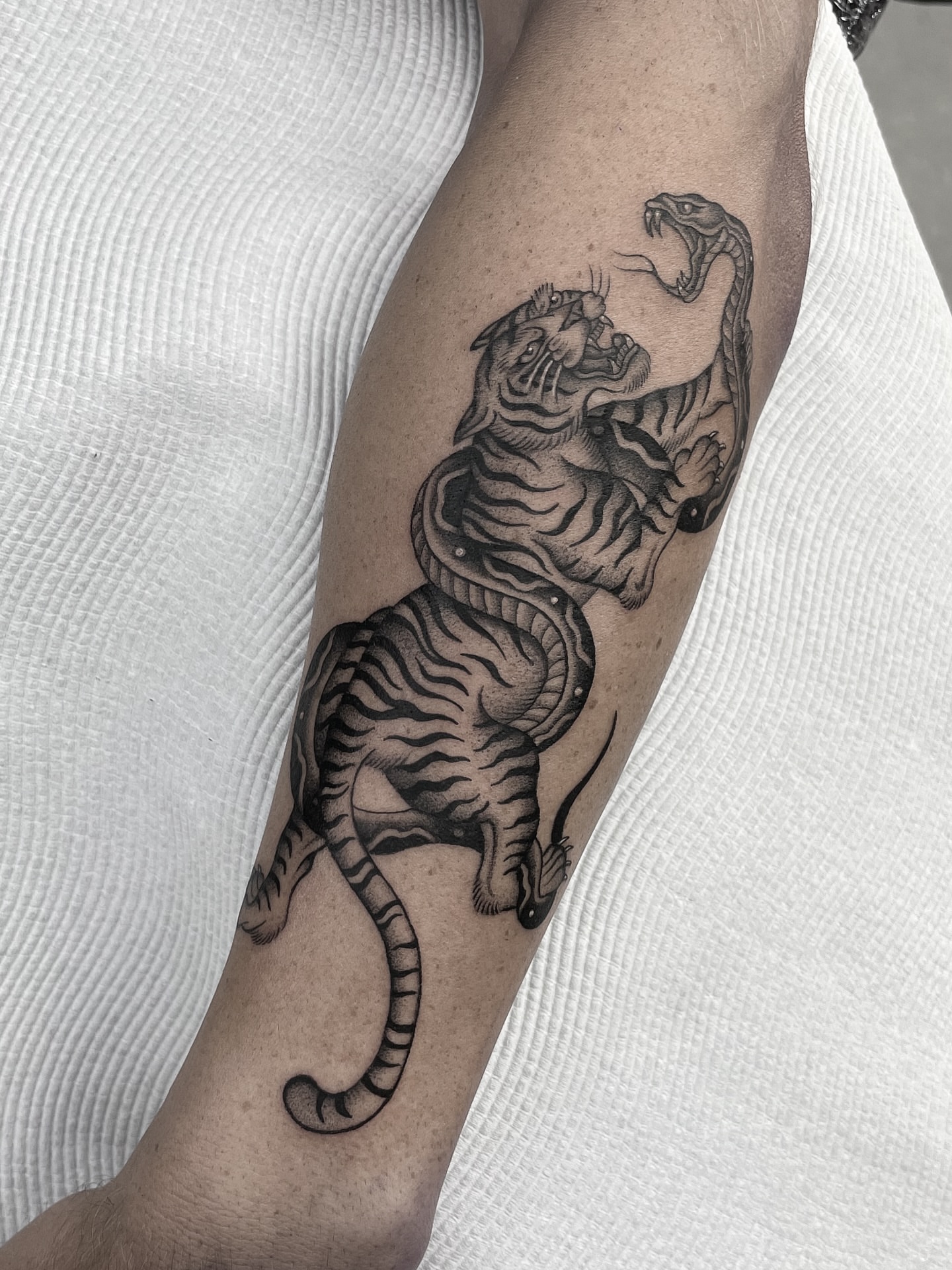 Tiger and snake realism tattoo on the forearm by Gold Coast Tattoo Artist, Gold Coast, Queensland