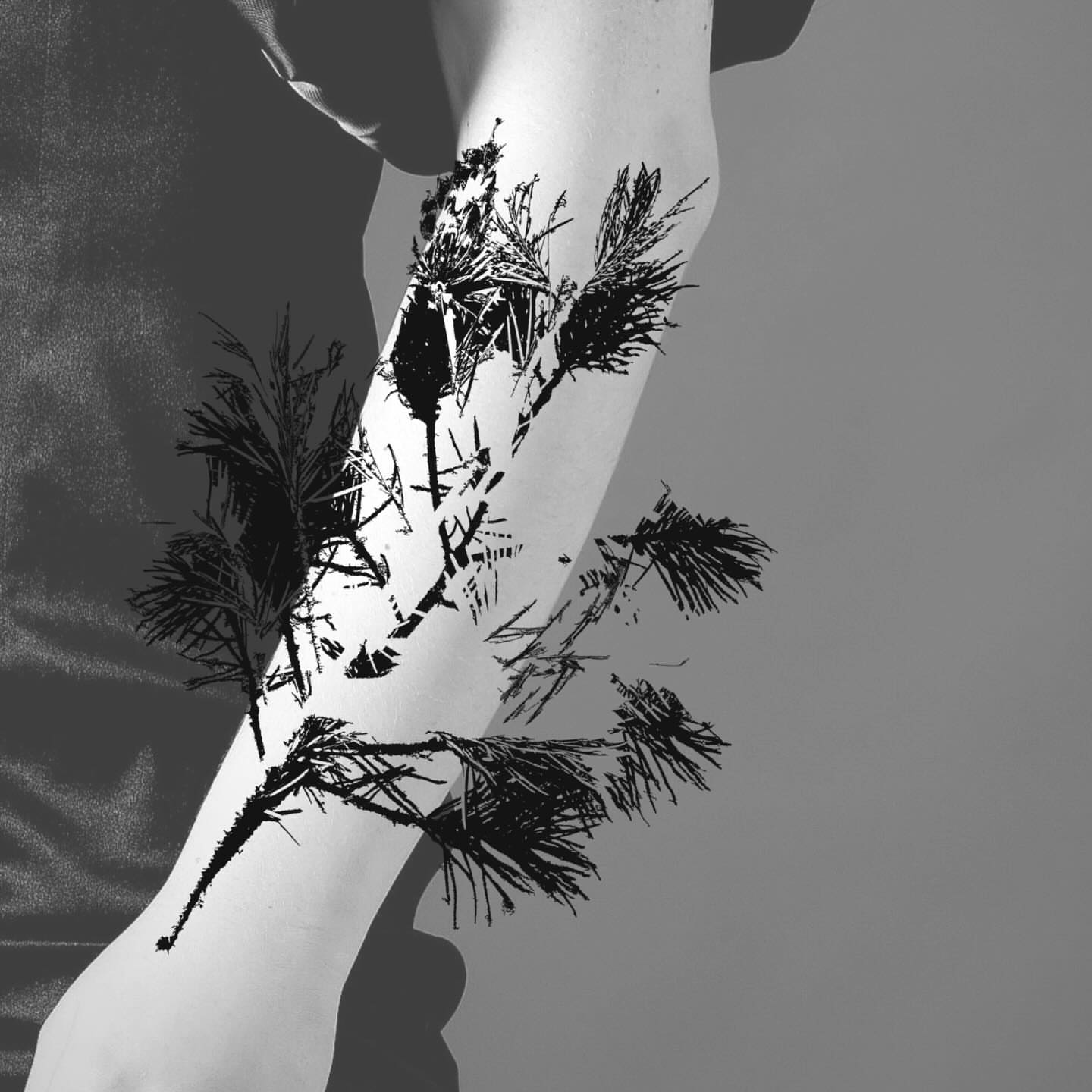 Pine branches black and grey tattoo on the forearm by Jules🕯️