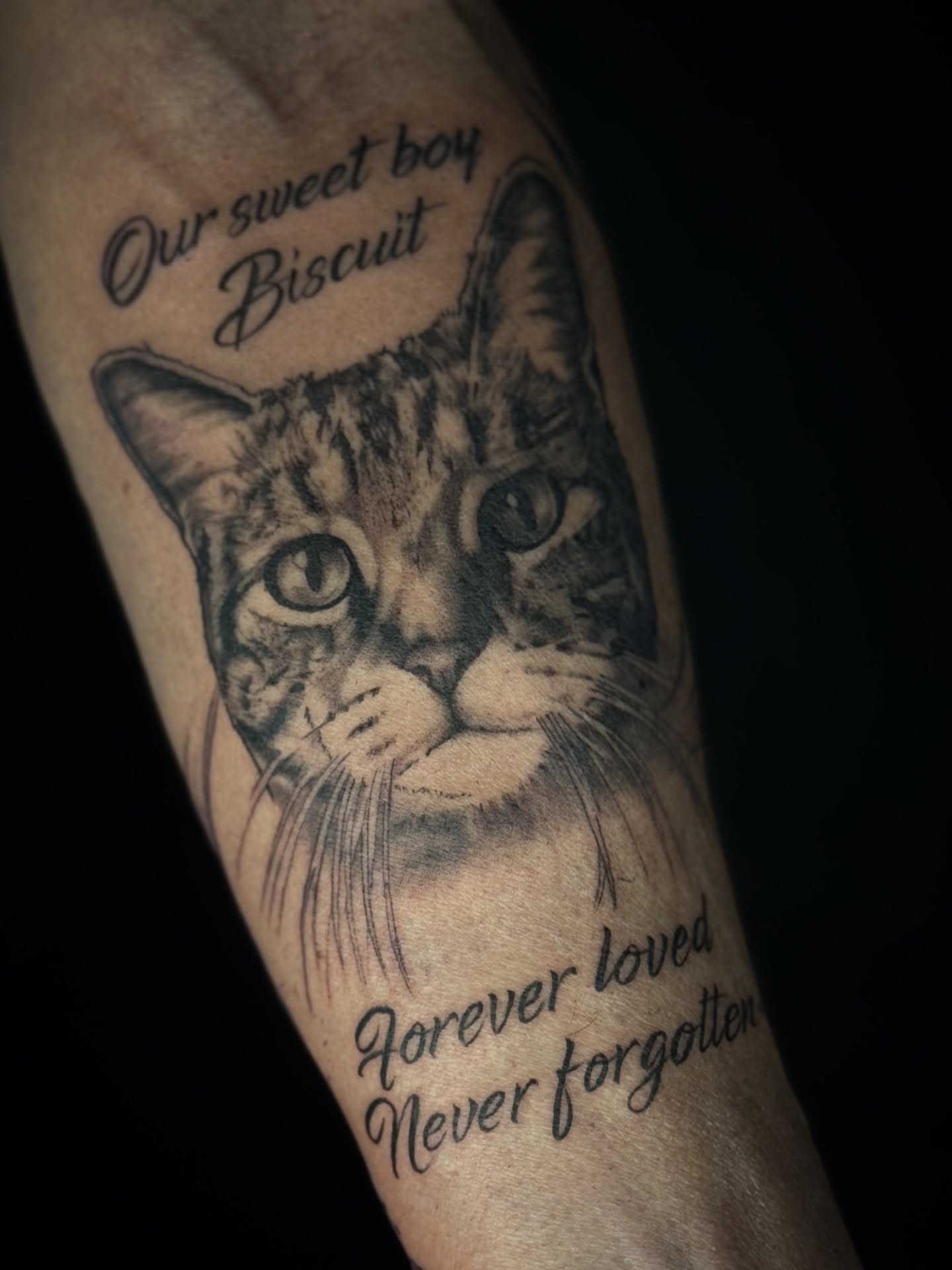Cat realism tattoo on the forearm by Francis Hagendorn, Toronto, Ontario