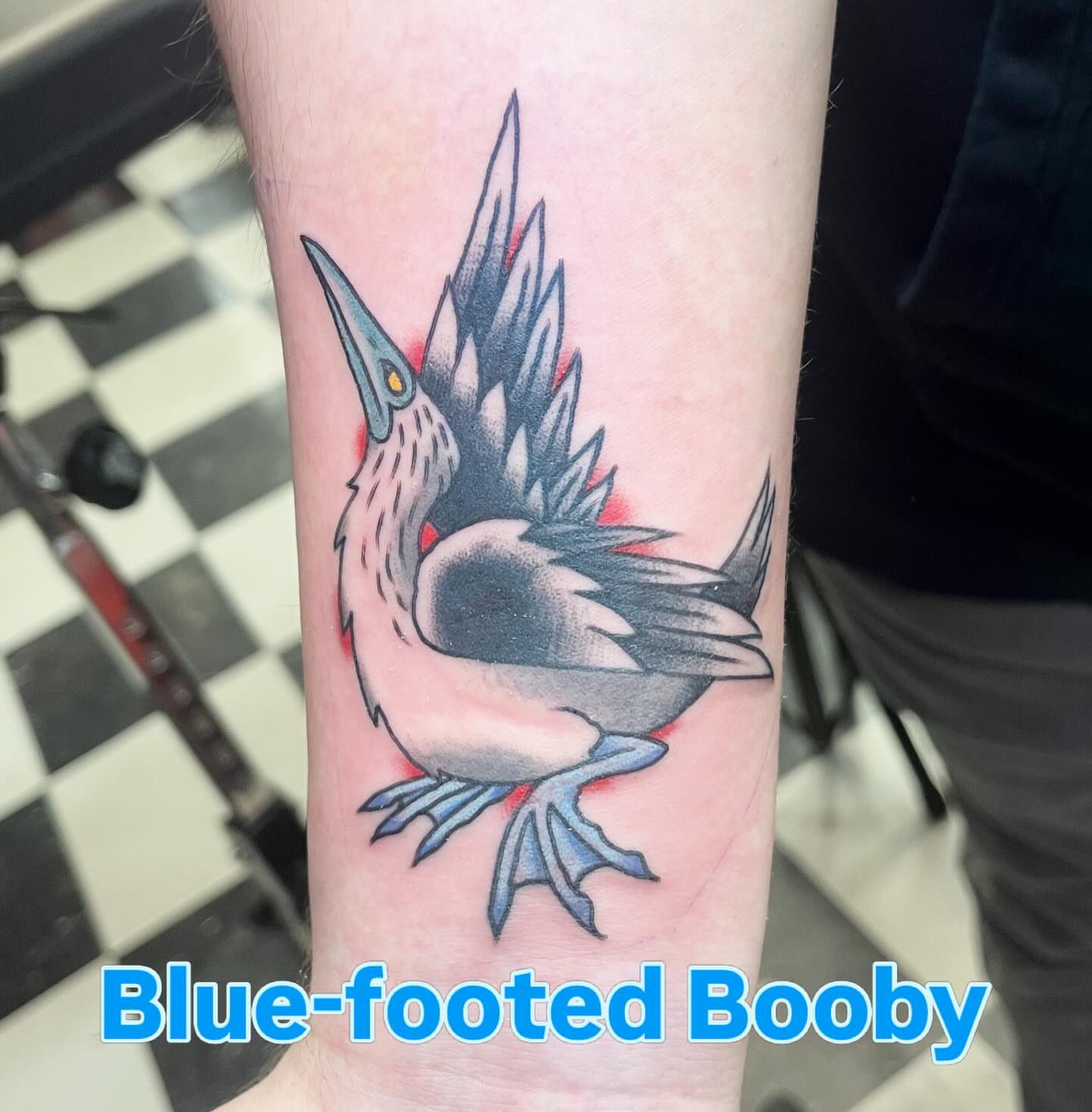 Blue-footed booby American traditional tattoo on the forearm by Sean Swanson Tattoo Salem Oregon, Salem, Oregon