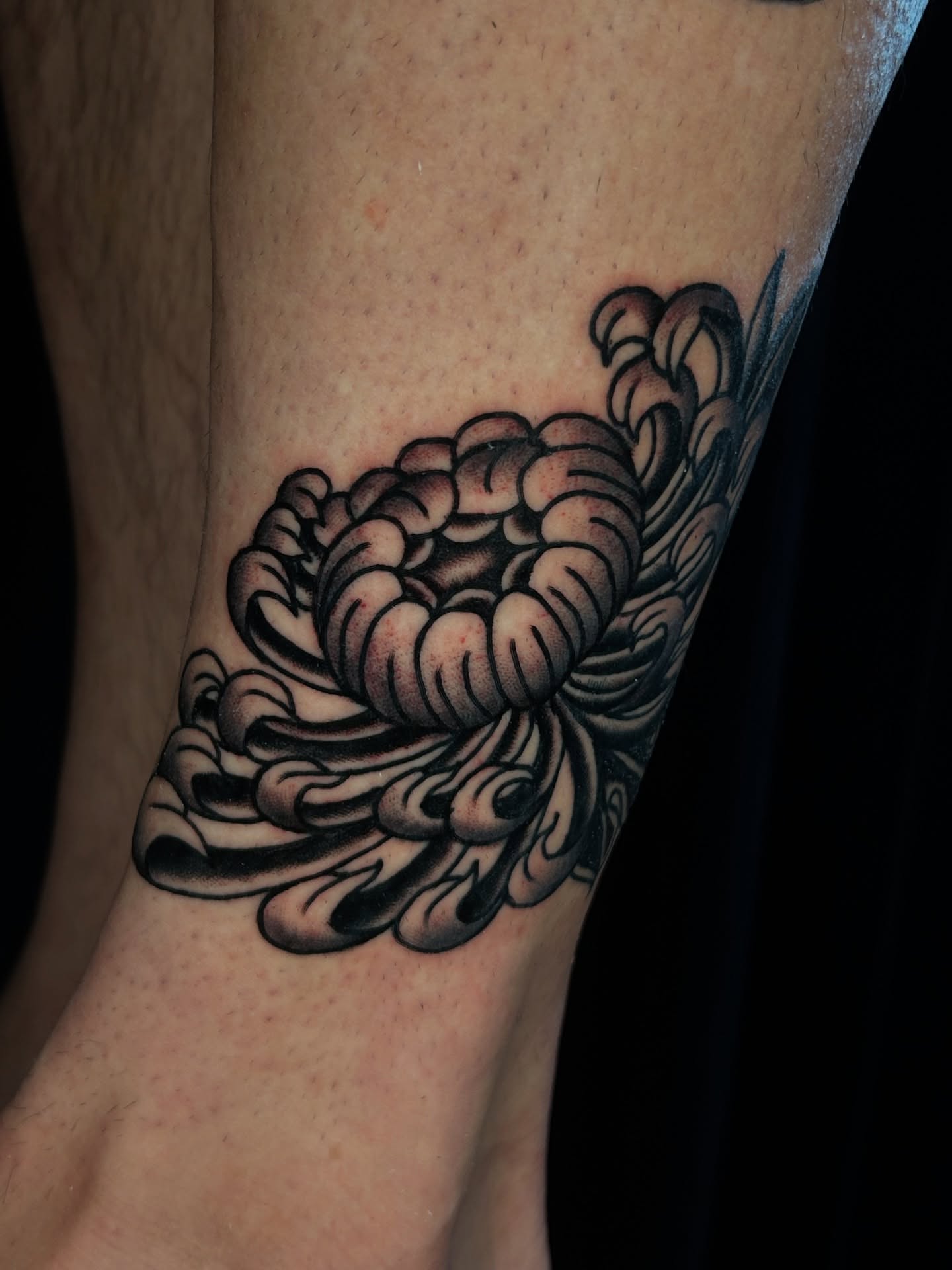 Chrysanthemum black and grey tattoo on the forearm by β π€ππ©π¦π©π’π β± β