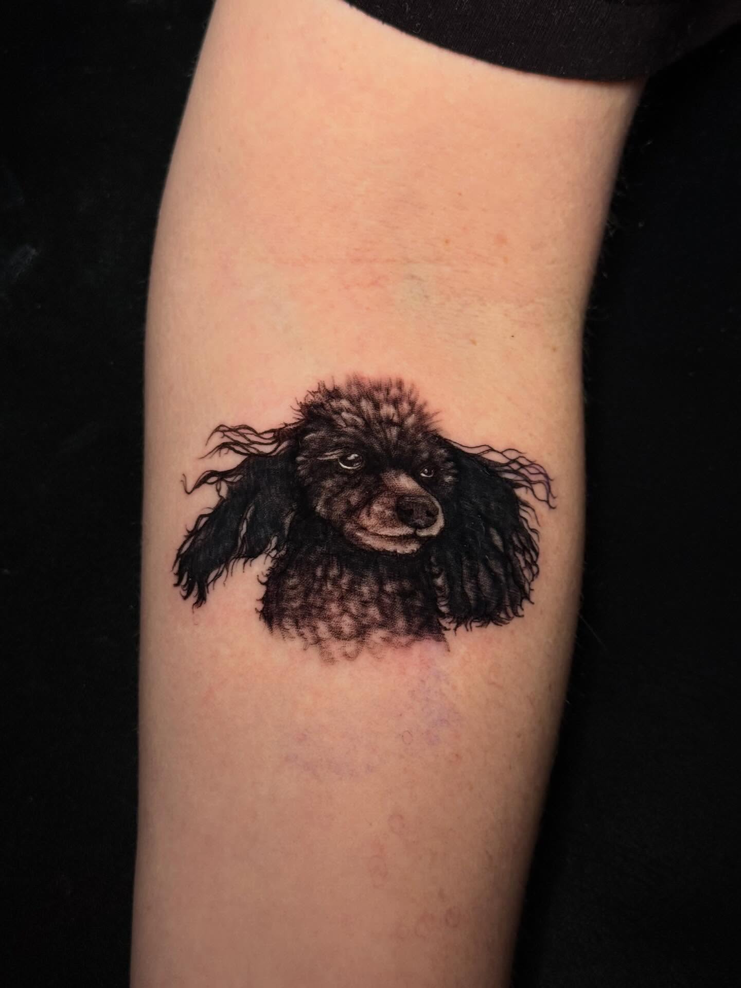 Poodle realism tattoo on the forearm by Andreanna Rosemarie Gabranidis, Pennsauken, New Jersey