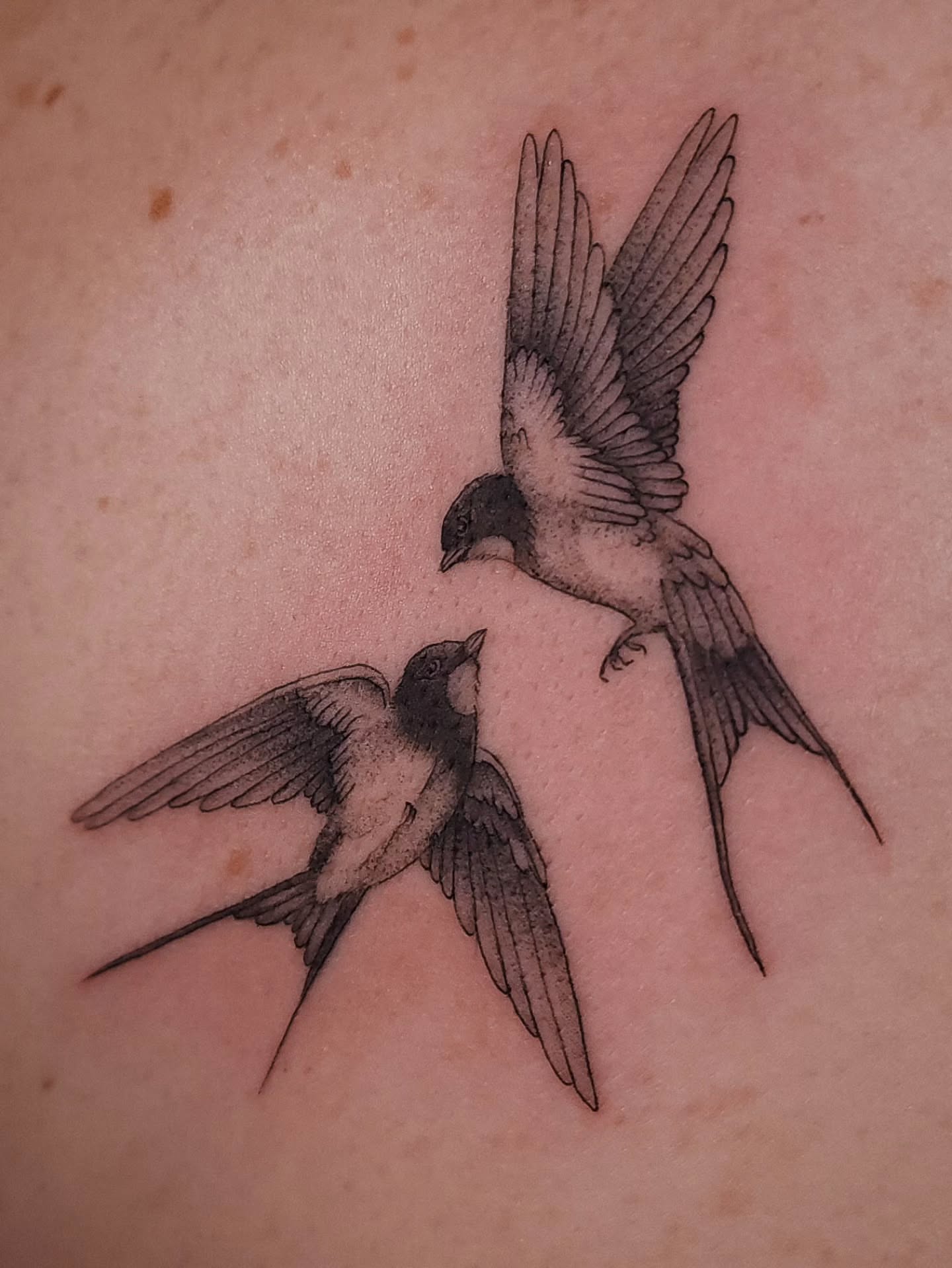 Swallows black and grey tattoo on the back by ๐ฏ๐๐๐๐ ๐ท๐๐๐๐