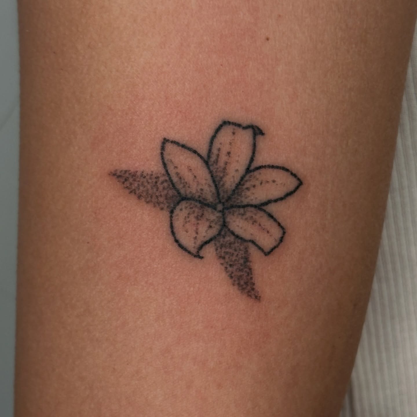 Plumeria flower dotwork tattoo on the forearm by paulina