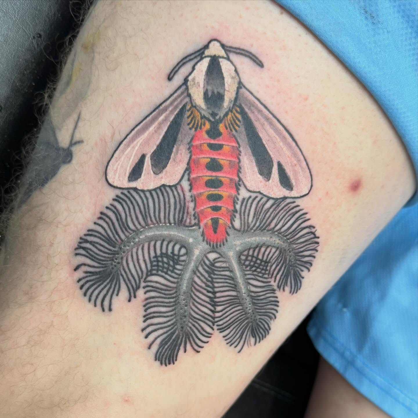 Moth American traditional tattoo on the thigh by Dizzy, Phillipsburg, New Jersey