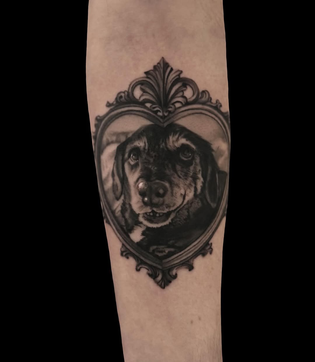 Dog portrait in ornate frame realism tattoo on the forearm by Jen Bean, Richmond, Virginia