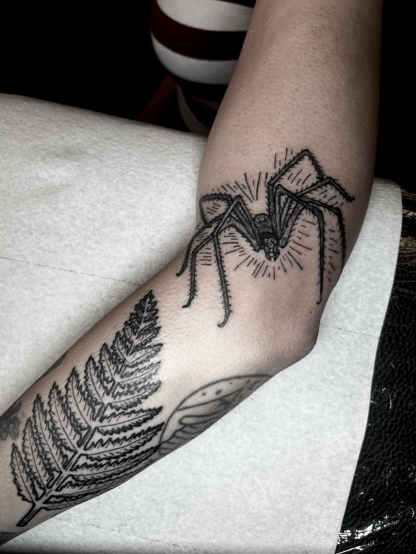 Spider and fern black and grey tattoo on the forearm by Sky