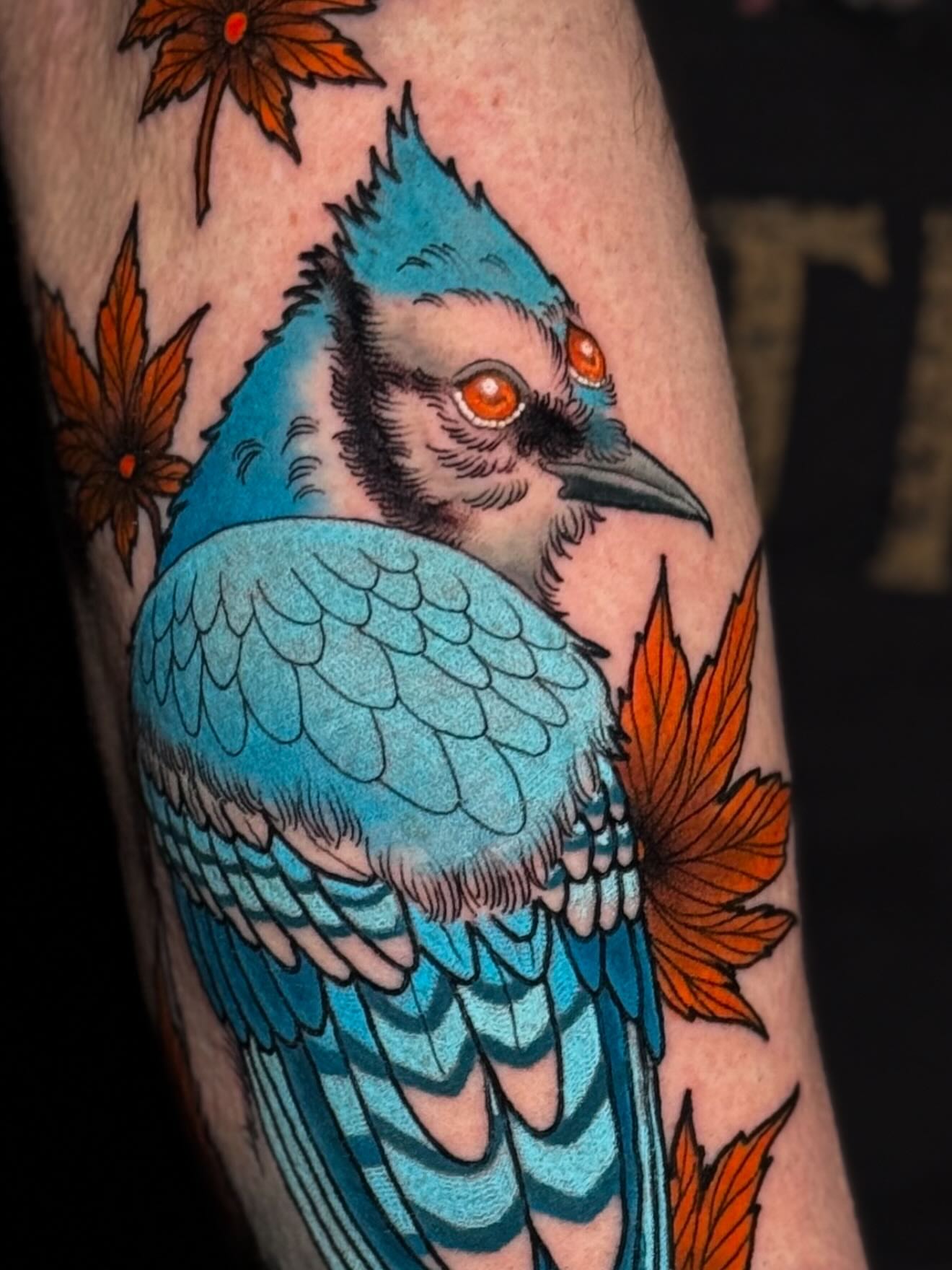 Blue jay American traditional tattoo on the forearm by Igor Puente