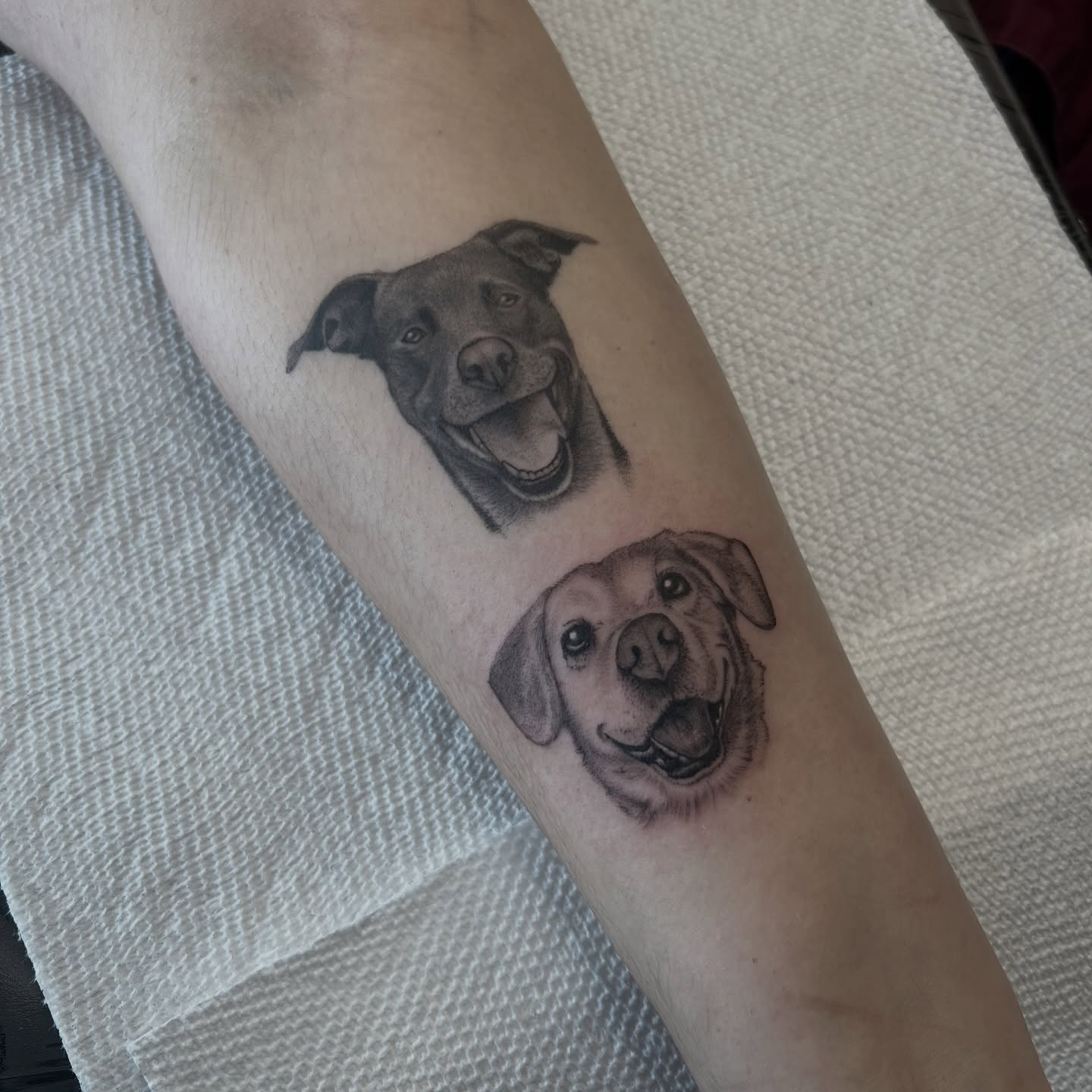 Dogs realism tattoo on the forearm by ✶ H A N N A H K A y ✶
