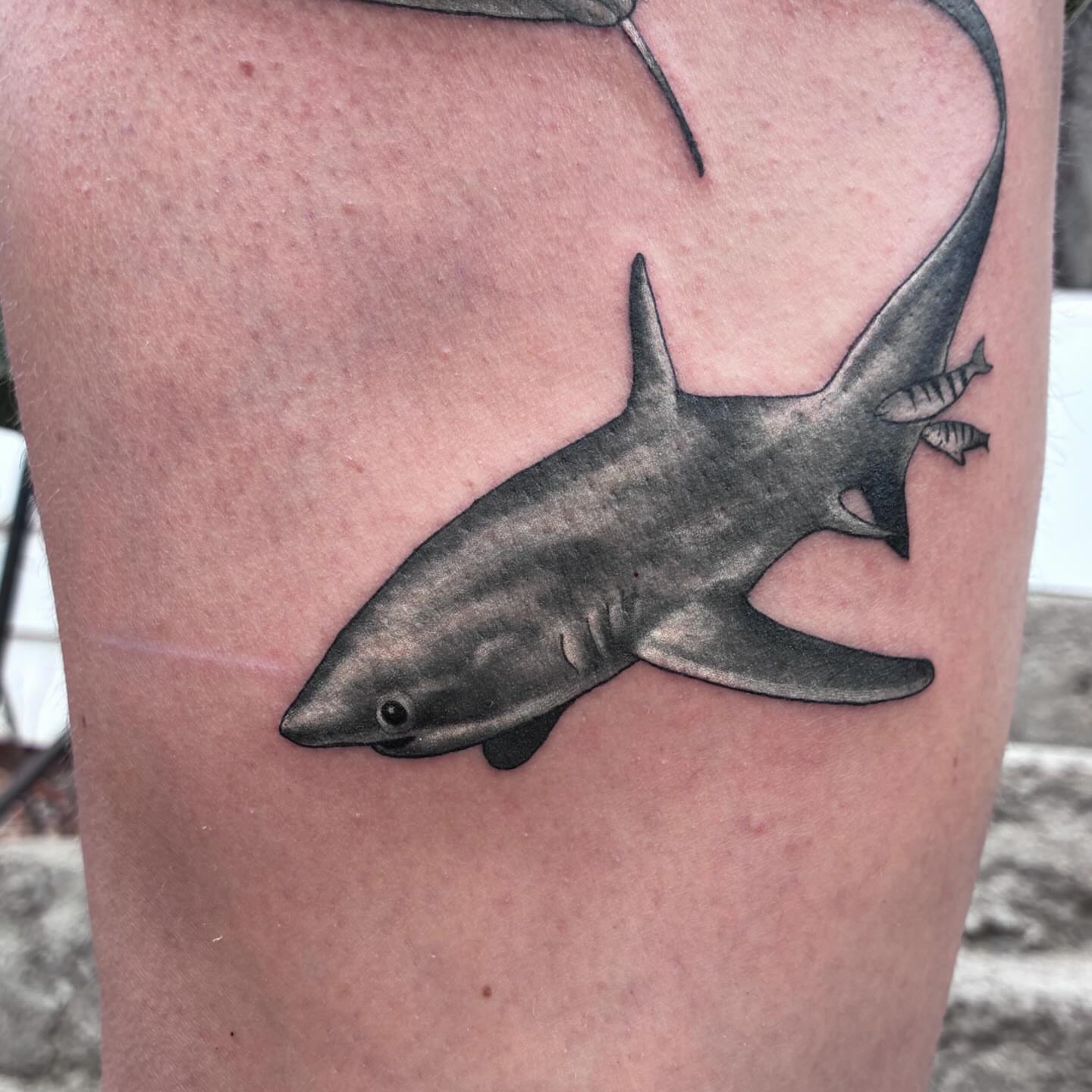 Shark black and grey tattoo on the thigh by Linzi Hungerford, Bozeman, Montana