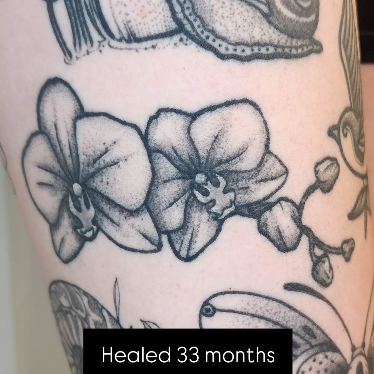 Orchids dotwork tattoo on the forearm by Lindsey Andrew, Englewood, Colorado
