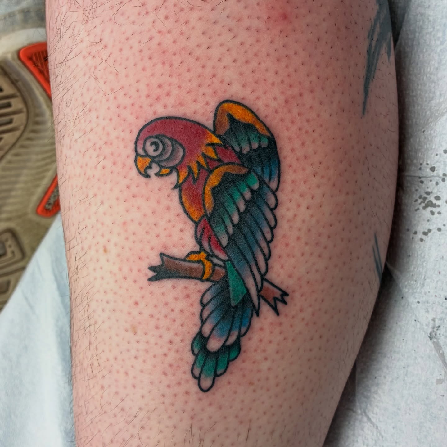 Parrot American traditional tattoo on the forearm by Kennedy Cole
