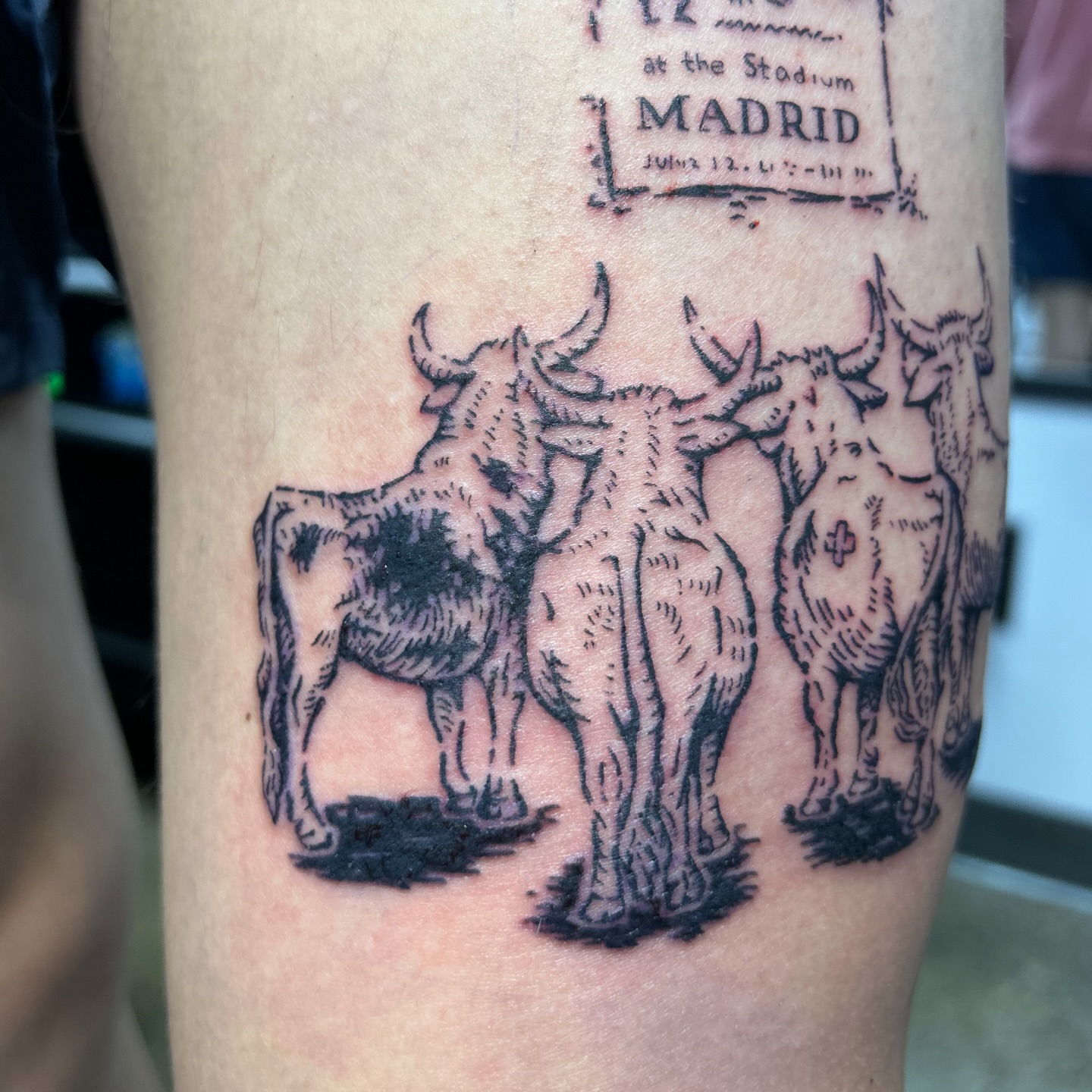 Bulls black and grey tattoo on the forearm by Natalie Johnson, Minneapolis, Minnesota