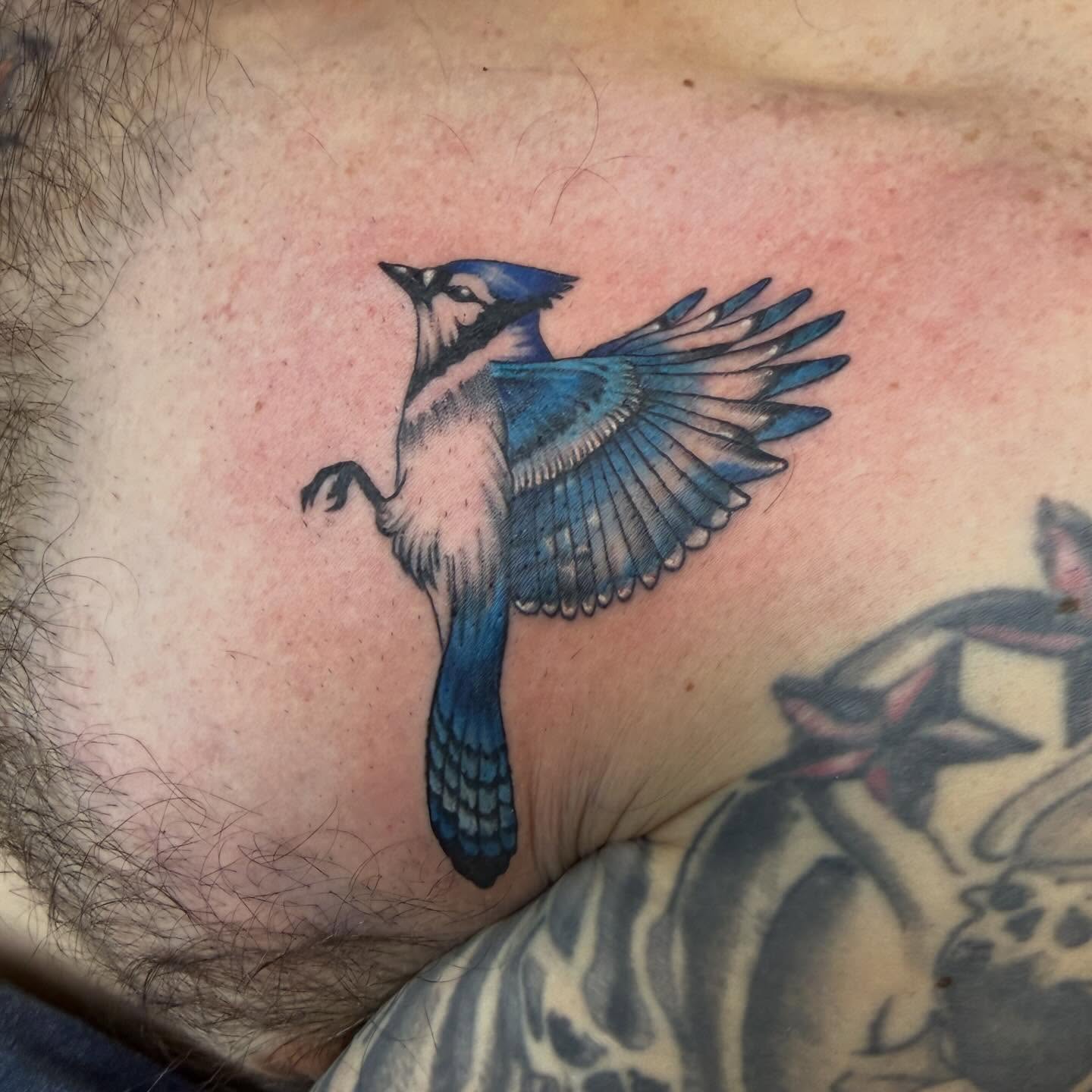 Blue jay realism tattoo on the chest by Tina Gregg, North Ridgeville, Ohio