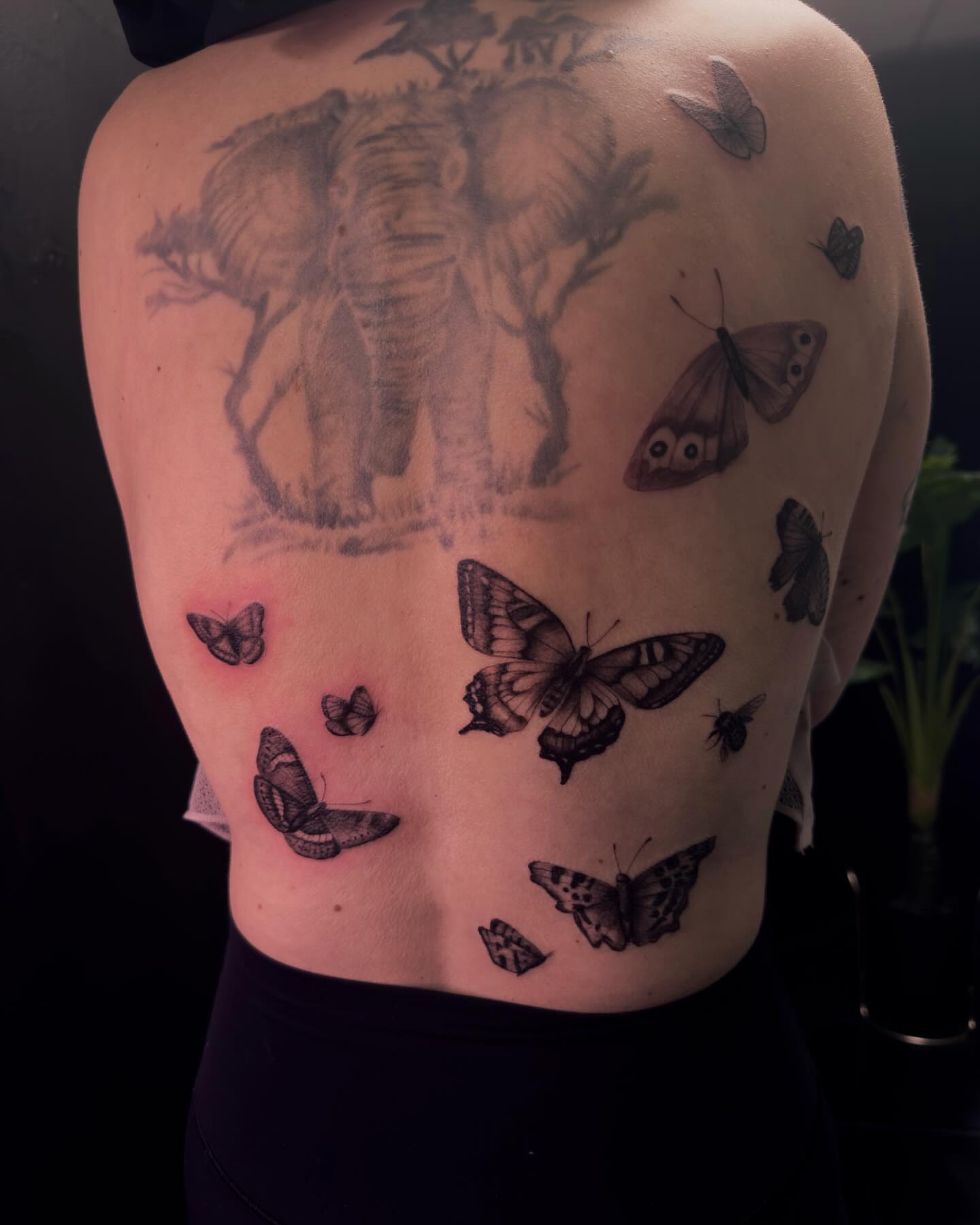 Elephant and butterflies realism tattoo on the back by Rachel