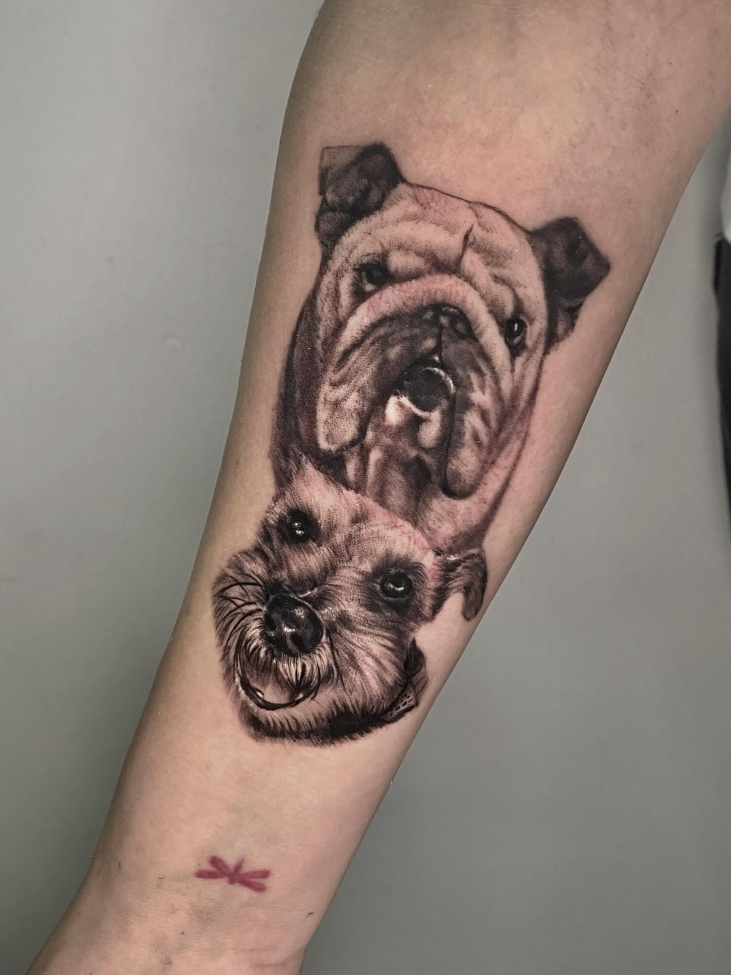 Bulldog and otter realism tattoo on the forearm by Tattoo Medellin
