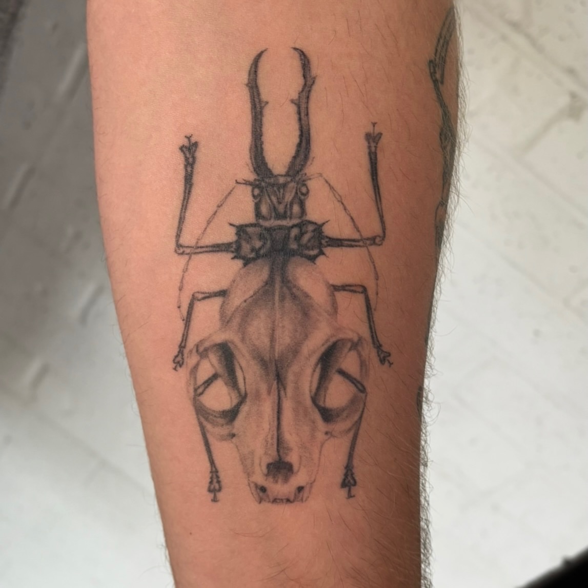 Beetle black and grey tattoo on the forearm by jordy