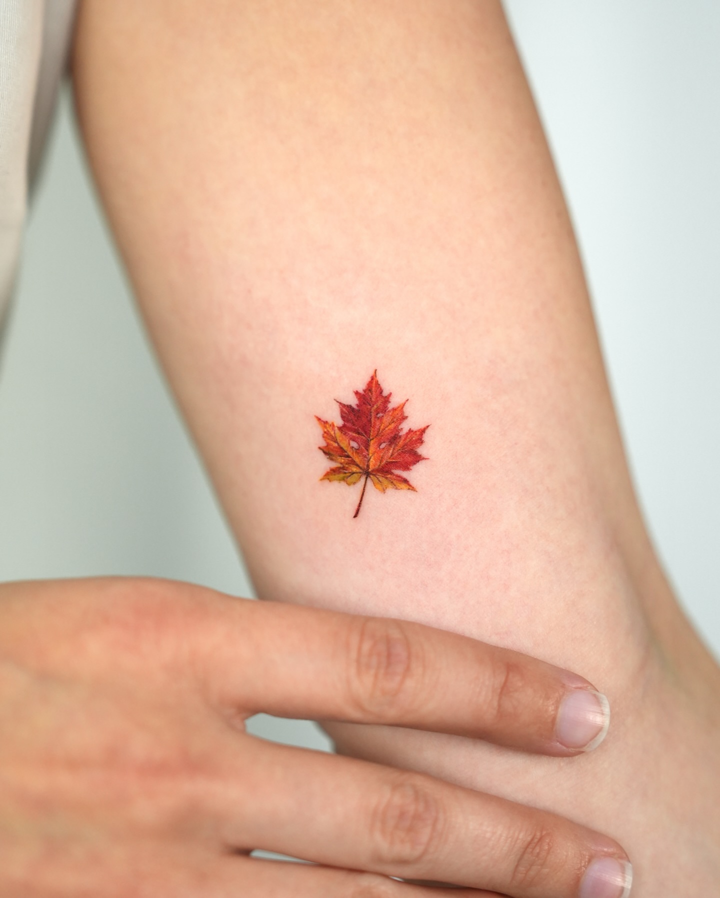 Maple leaf realism tattoo on the forearm by ⟡ 𝙶𝙰𝙾𝙽 ⟡ 제주타투 가온 Jejutattoo