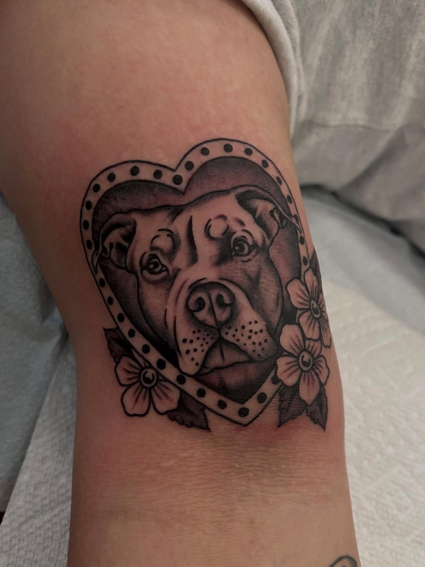 Bulldog in heart realism tattoo on the forearm by Christian Lasyone