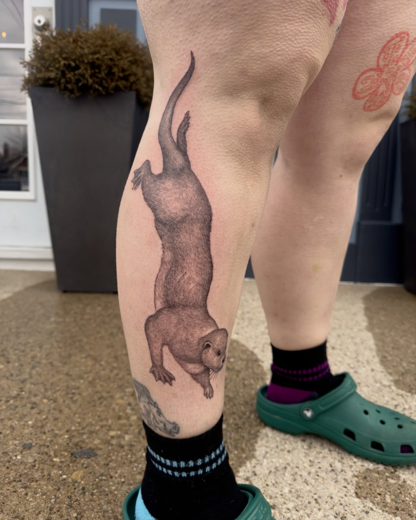 Otter realism tattoo on the leg by Kevin Rotramel, Dayton, Ohio