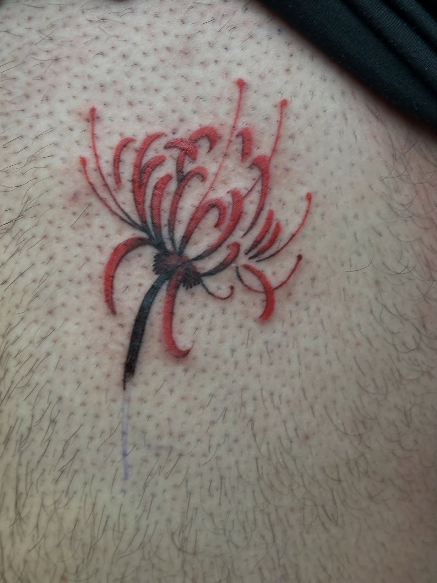 Chrysanthemum dotwork tattoo on the thigh by Gabriel F Kingston Beitia