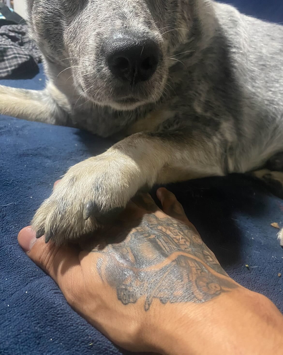 Dog paw realism tattoo on the hand by @artinjections667