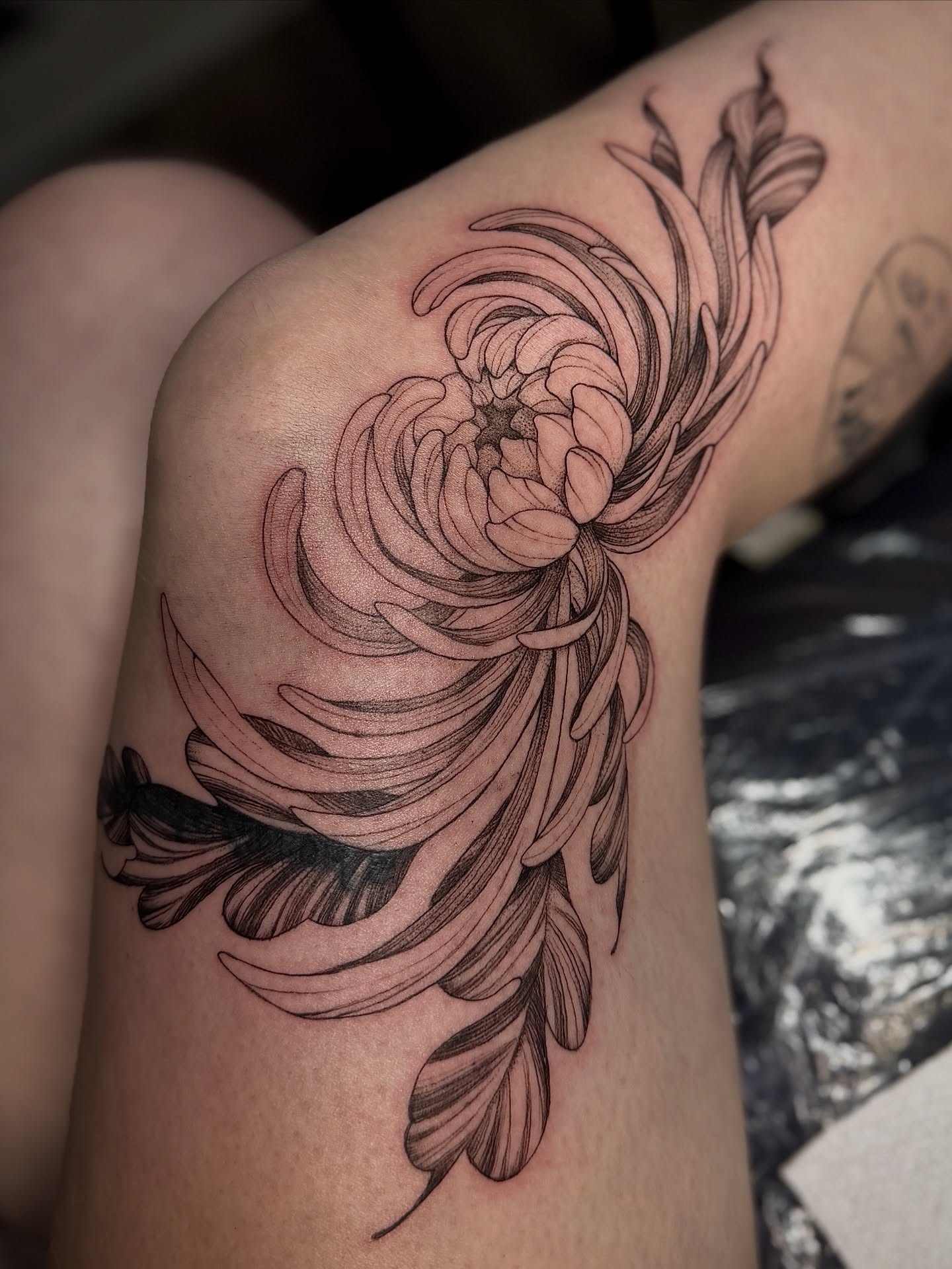 Chrysanthemum black and grey tattoo on the thigh by 𝐀𝐝𝐫𝐢𝐞𝐥 𝐓𝐢𝐧𝐤𝐥𝐞𝐧𝐛𝐞𝐫𝐠 ⏾, Denison, Iowa