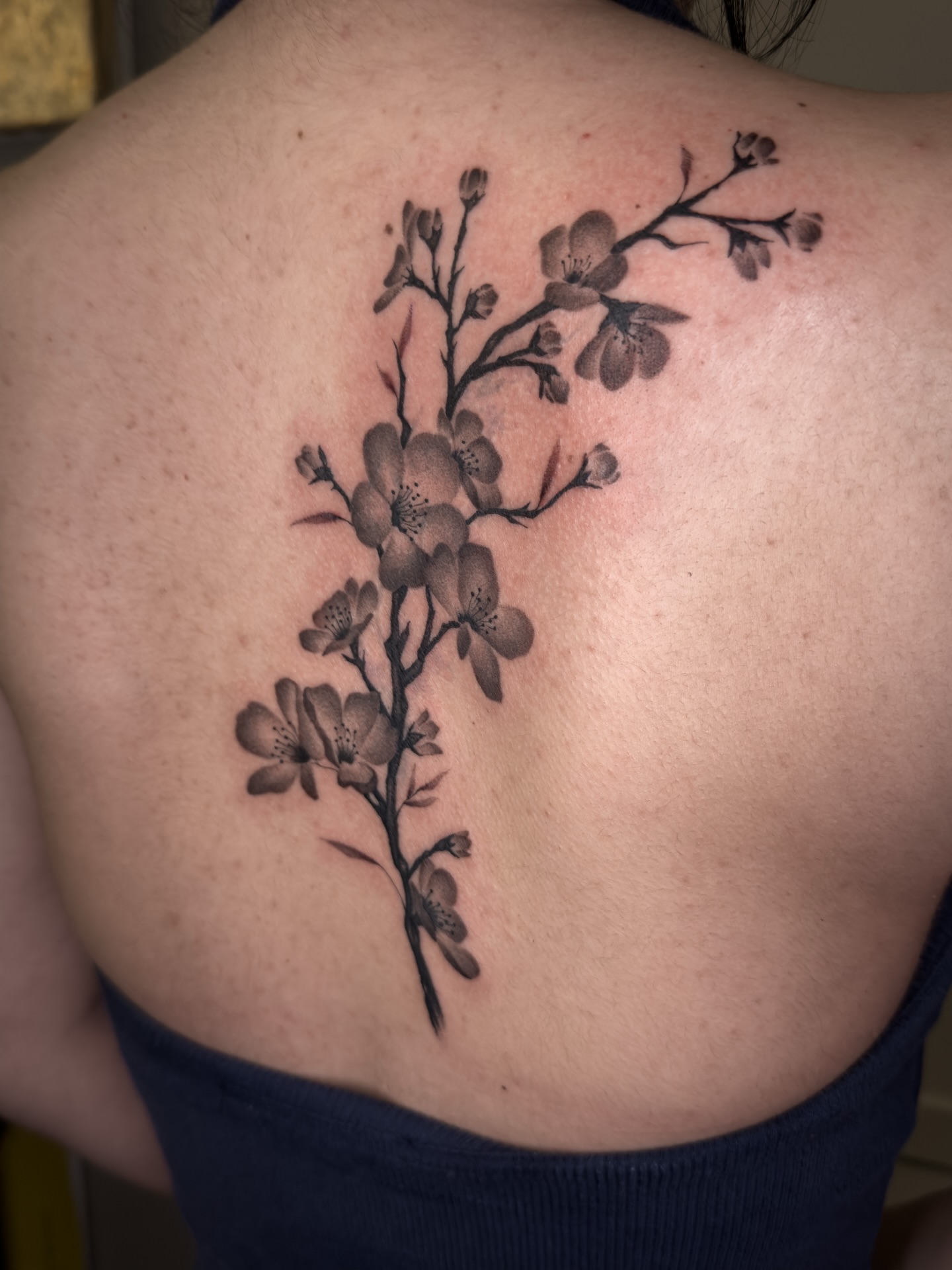 Cherry blossom branch black and grey tattoo on the back by 𝕮𝖞𝖇𝖊𝖗𝕾𝖎𝖌𝖎𝖑𝖎𝖘𝖒
