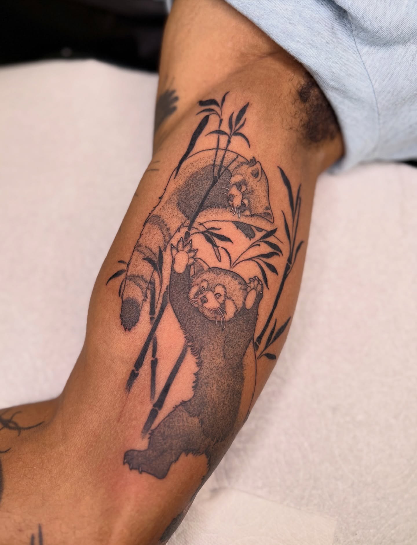 Raccoon climbing bamboo black and grey tattoo on the forearm by Jena Perry