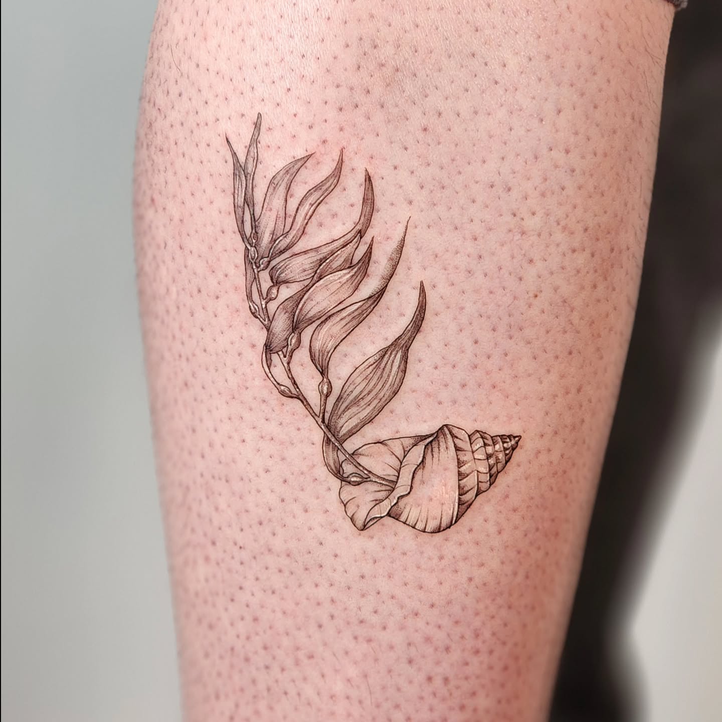 Seashell and seaweed dotwork tattoo on the forearm by Tattoo artist - Luciana Dsilva, San Francisco, California