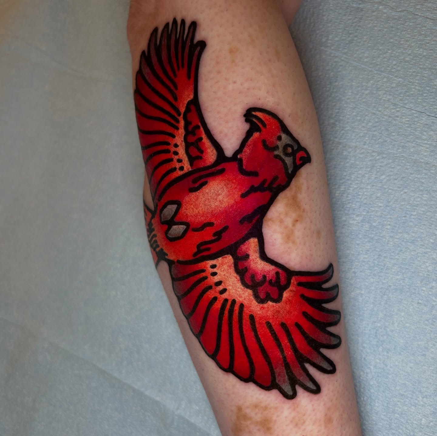 Cardinal American traditional tattoo on the forearm by 匚卂ㄒ乙丨ㄥㄥ卂