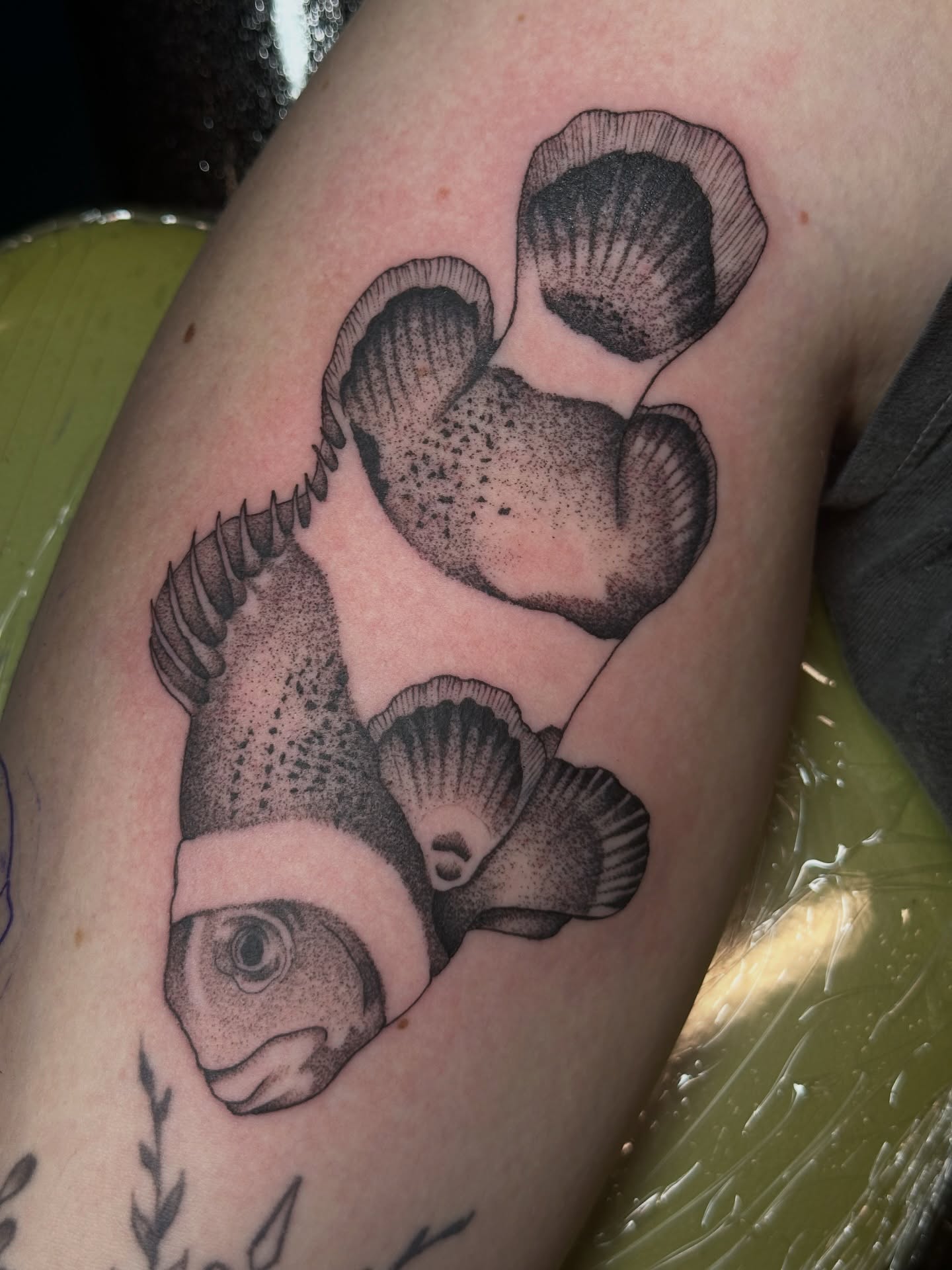 Fish and shells dotwork tattoo on the upper arm by kennedy :) π±πΏ