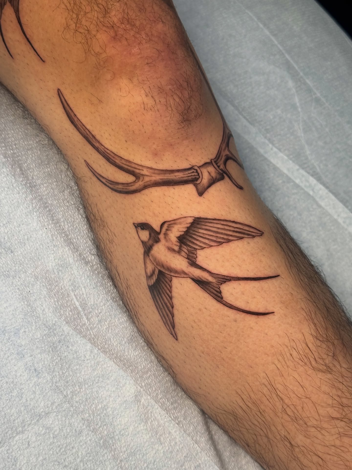 Swallow and antlers black and grey tattoo on the forearm by Truett Payton