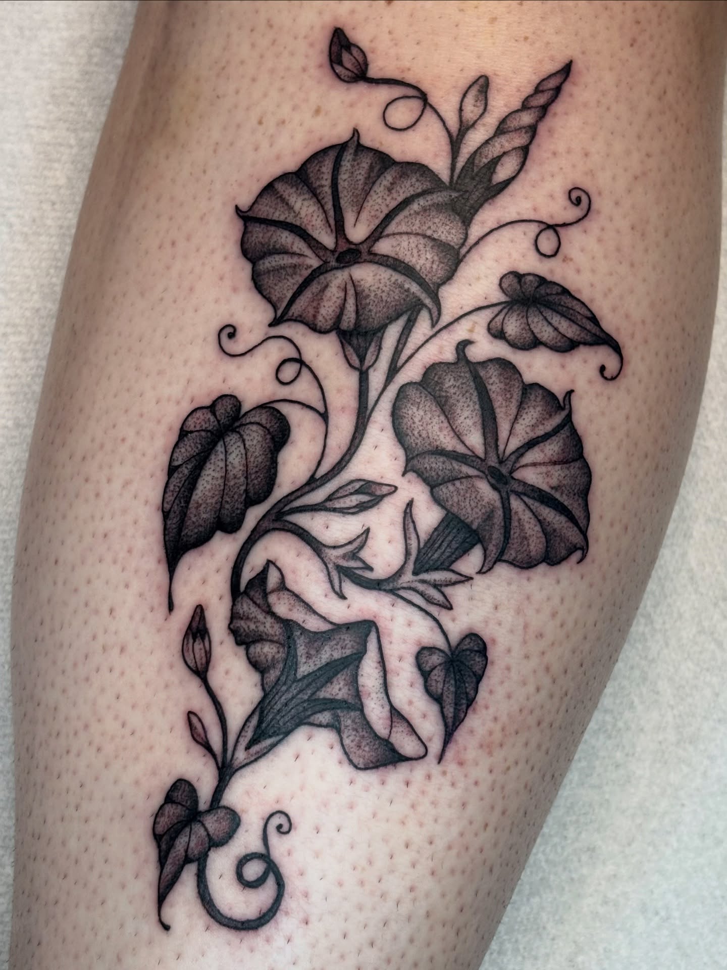 Morning glory black and grey tattoo on the thigh by ✨madison✨, Portland, Oregon