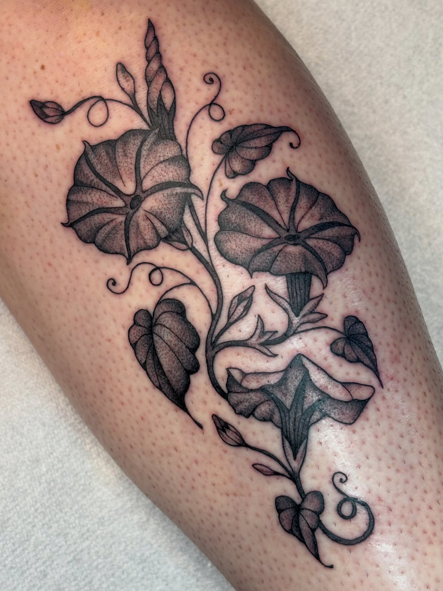 Morning glory black and grey tattoo on the thigh by ✨madison✨, Portland, Oregon