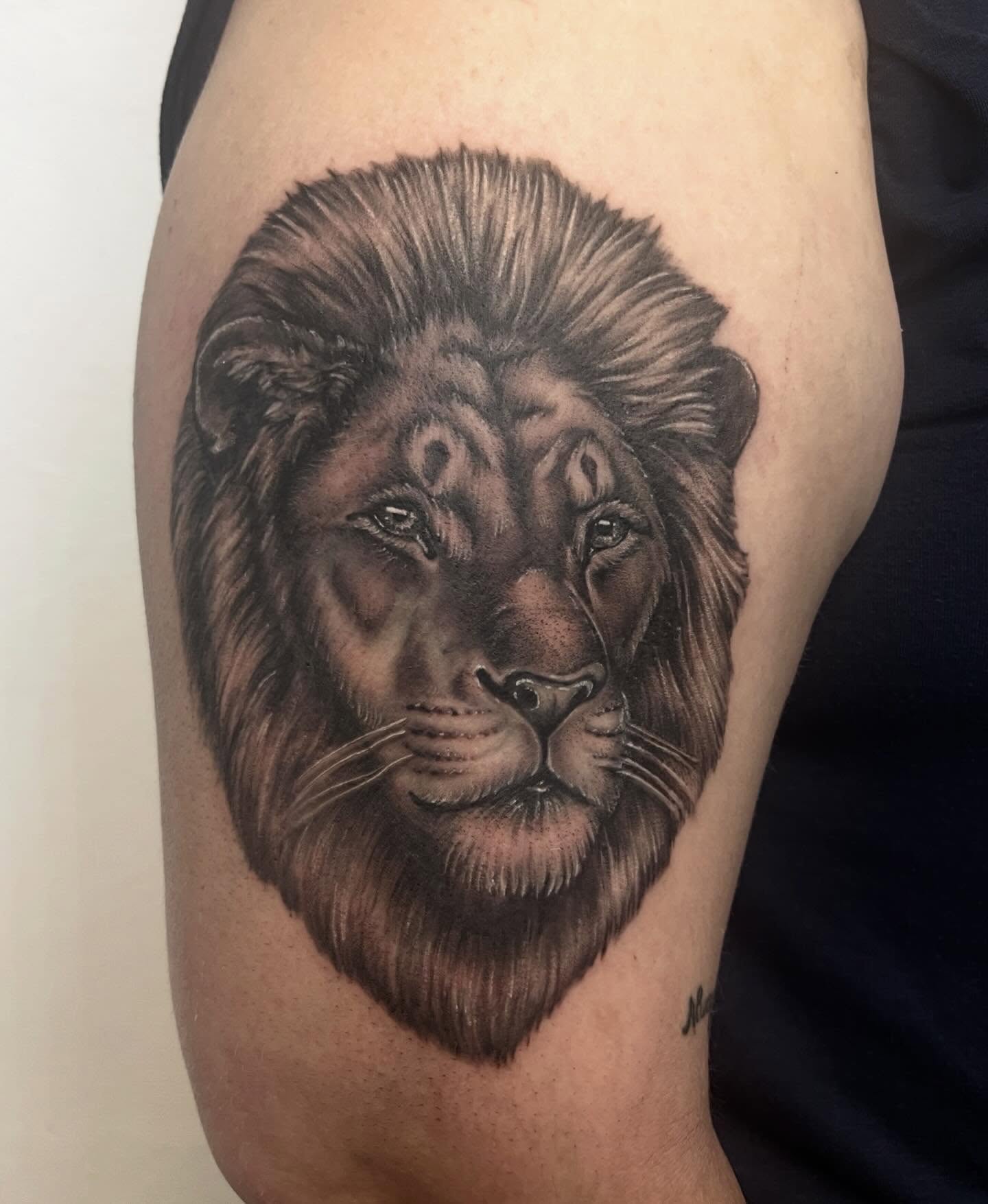 Lion realism tattoo on the thigh by Amber Rose